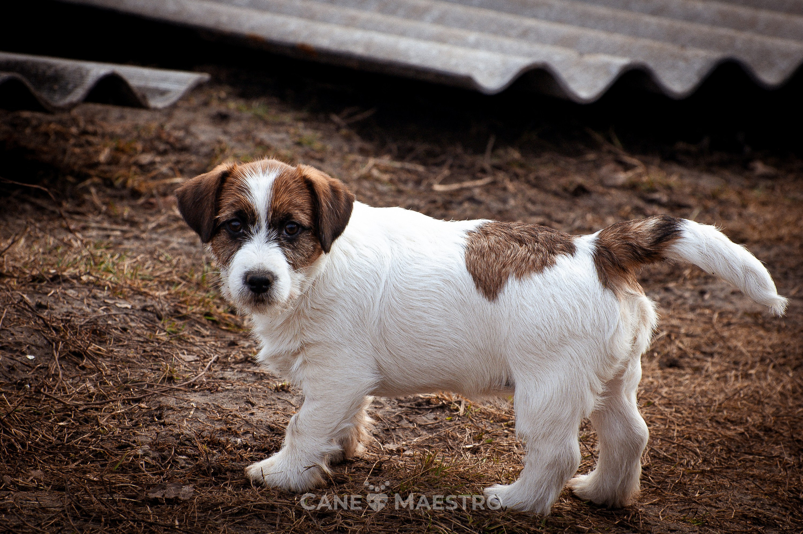 Мальчик 2. Кобель бело-рыжий. Джек рассел терьер щенок. КАНЕ МАЭСТРО — питомник Джек рассел терьеров