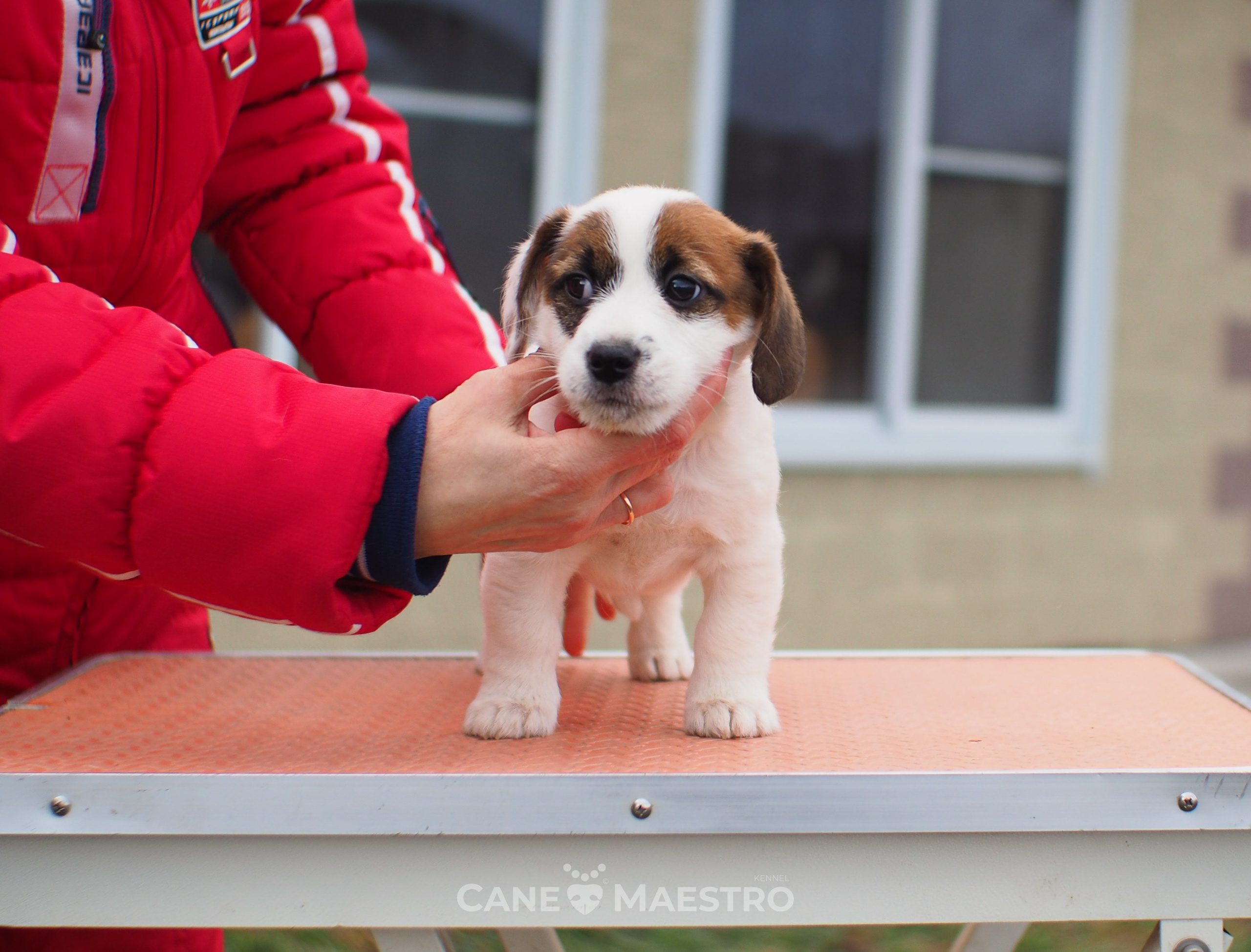 1КОБЛ_МОНОКЛЬ_Ц_ЛИТТЕР. CANE MAESTRO — kennel Jack Russell Terrier