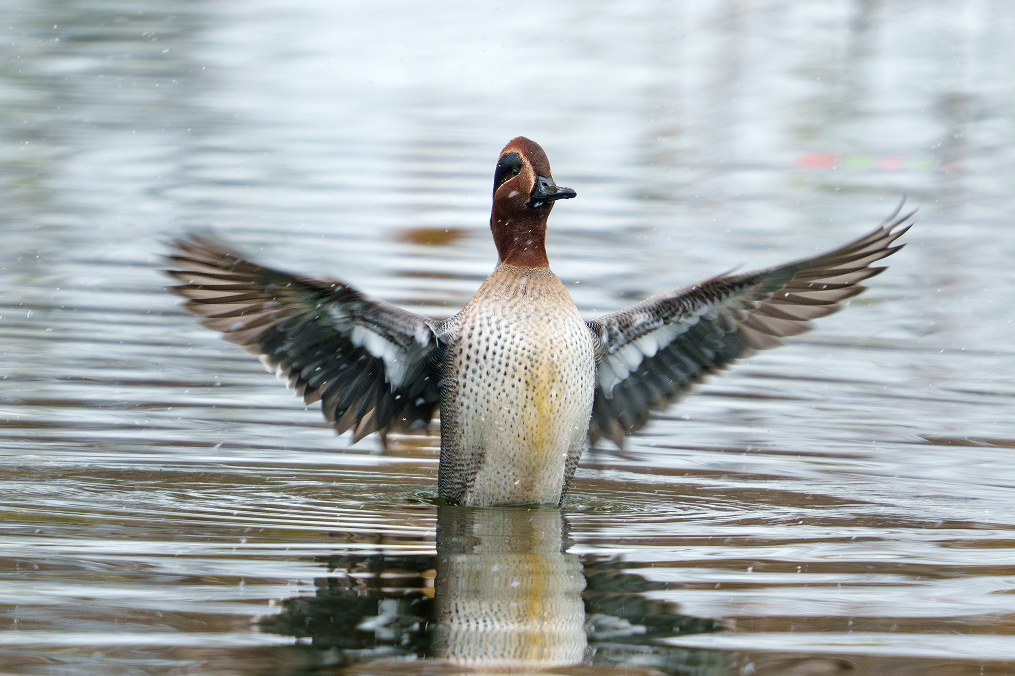 Удивительные мир птиц. Вокруг нас столько прекрасного — присмотритесь!. Ваш личный фотограф Марина Волкова