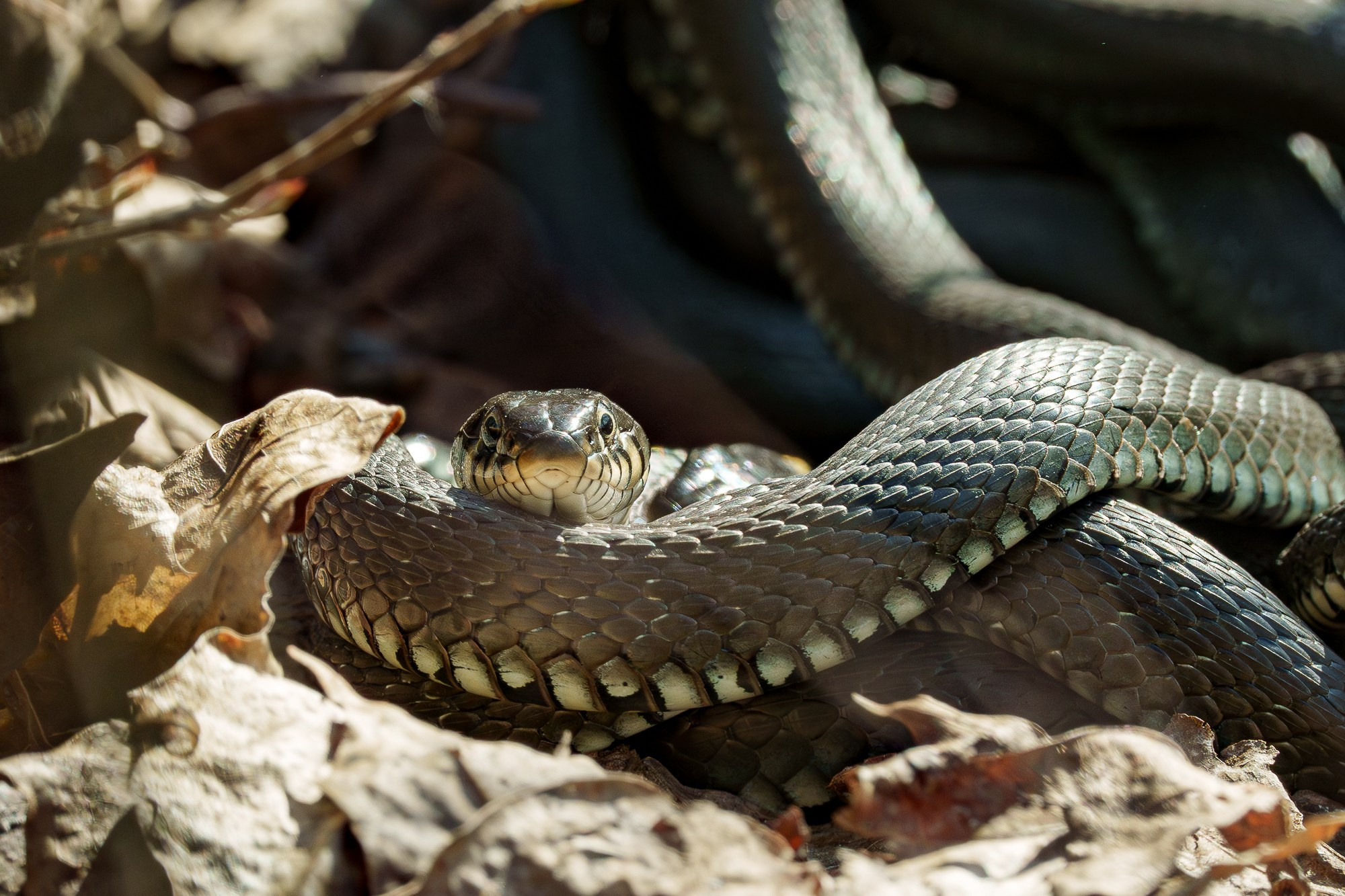 Животные. Ваш личный фотограф Марина Волкова