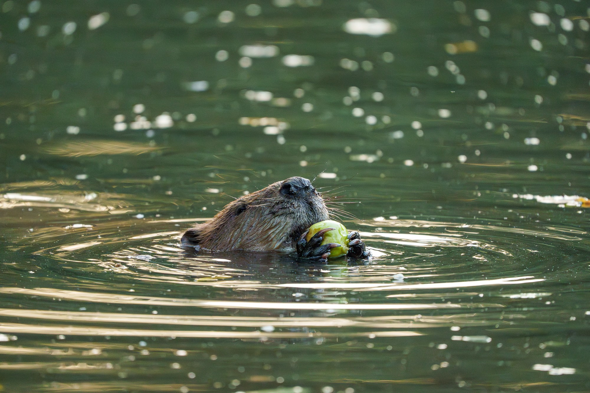 Животные. Ваш личный фотограф Марина Волкова