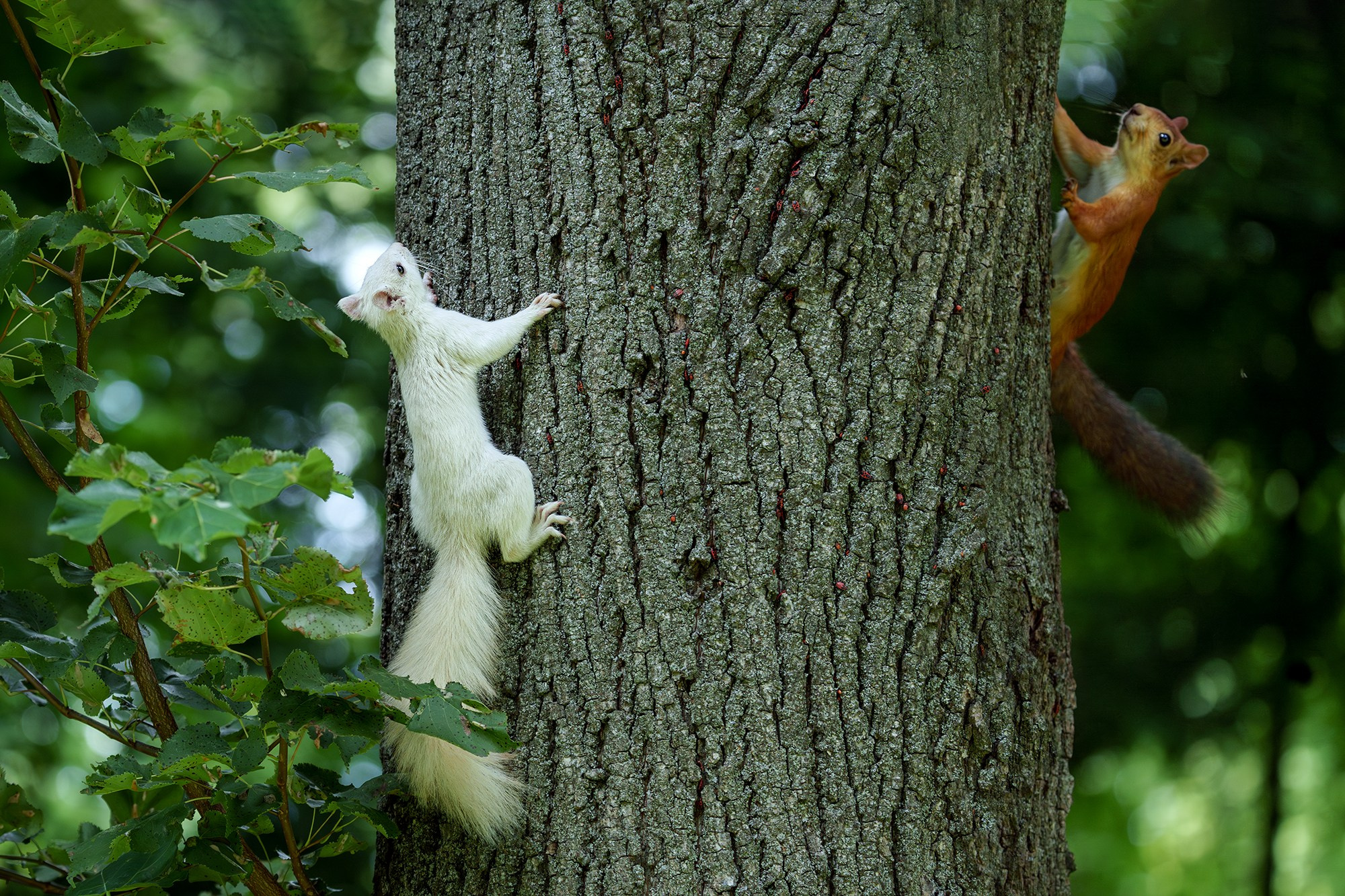 Животные. Ваш личный фотограф Марина Волкова