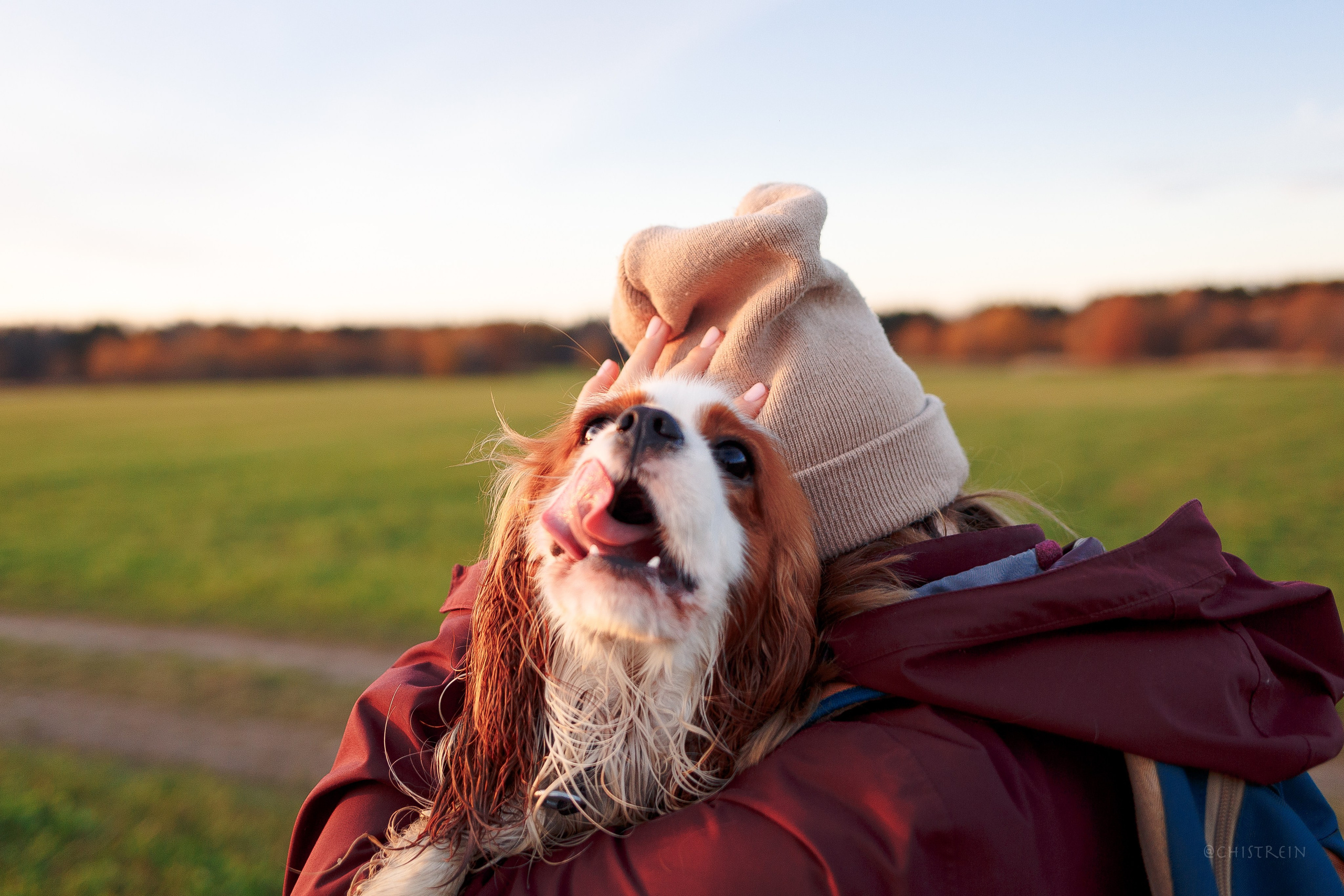 Октябрьский закат в полях. Алина и Лео. Фотограф-анималист Наталия Чистюхина в г. Сосновый Бор и ЛО