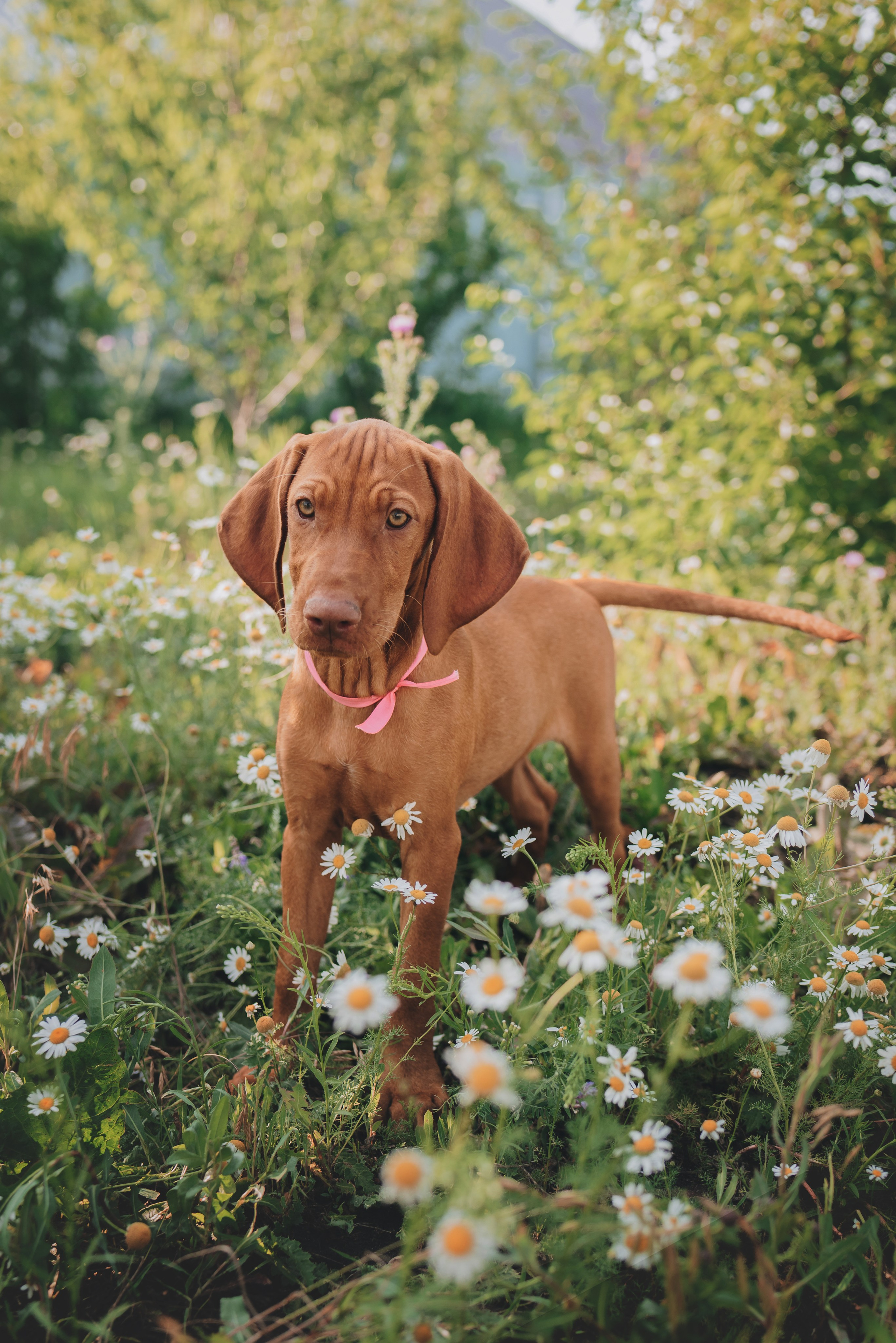 Hungarian Vizsla. Natalia Finch Photography — Family, Kids & Pet Photographer in Chicago, IL