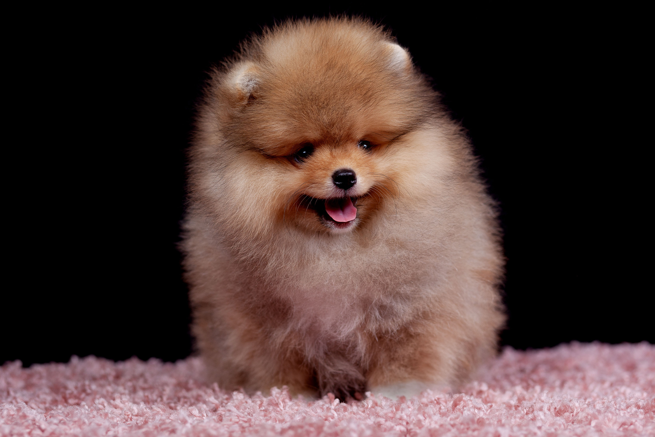 Фотограф Николай Козерин — отзывы клиентов. Фотограф в Ярославле и Рыбинске — Николай Козерин