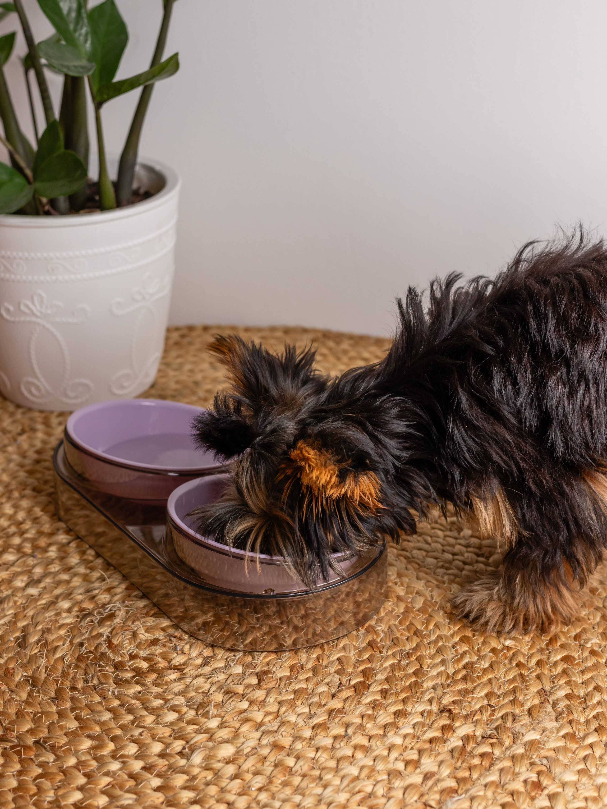 Миска для собаки. Фотограф в Краснодаре Арина Кудряшова