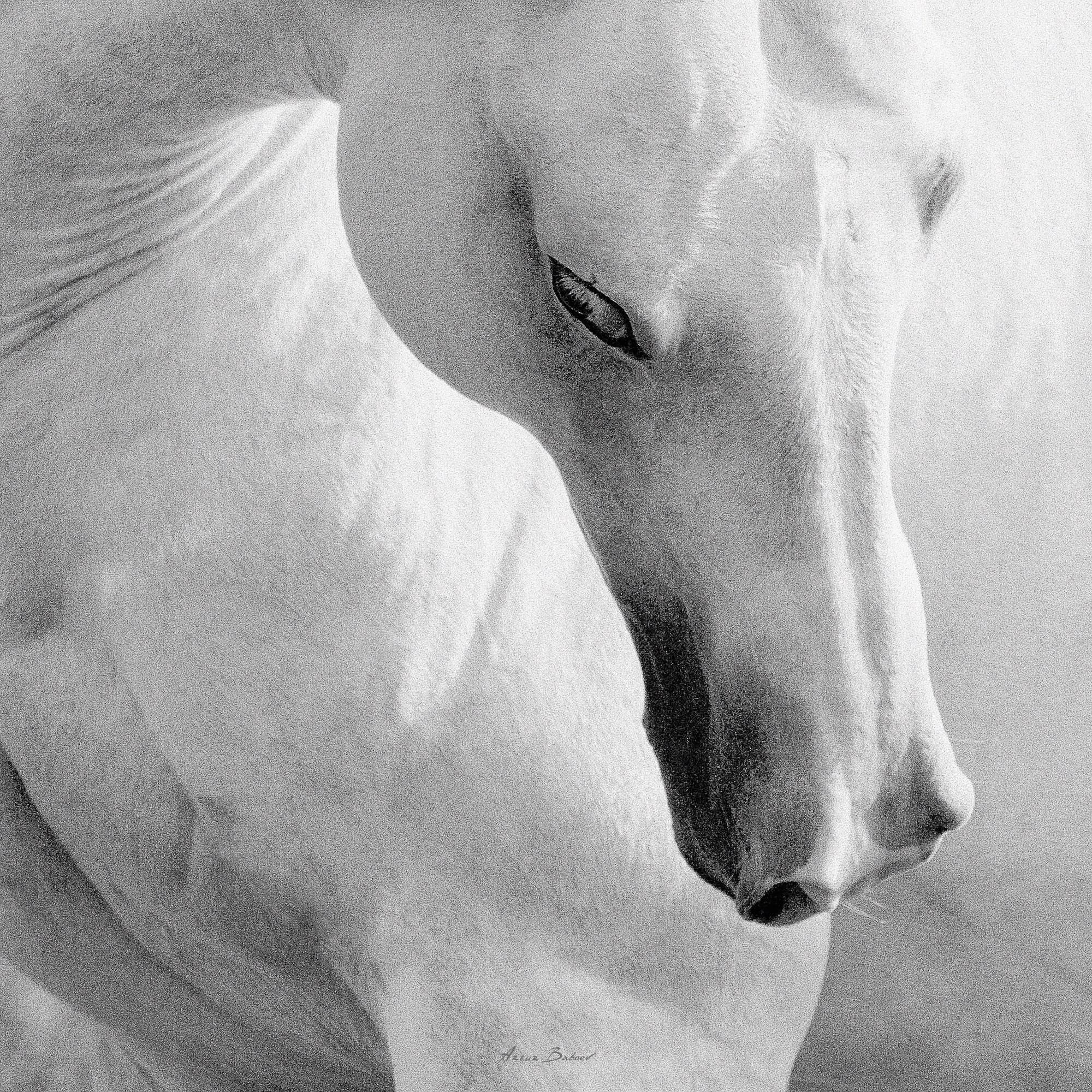 Gallery. Art photos of horses — ARTUR BABOEV | Photographer