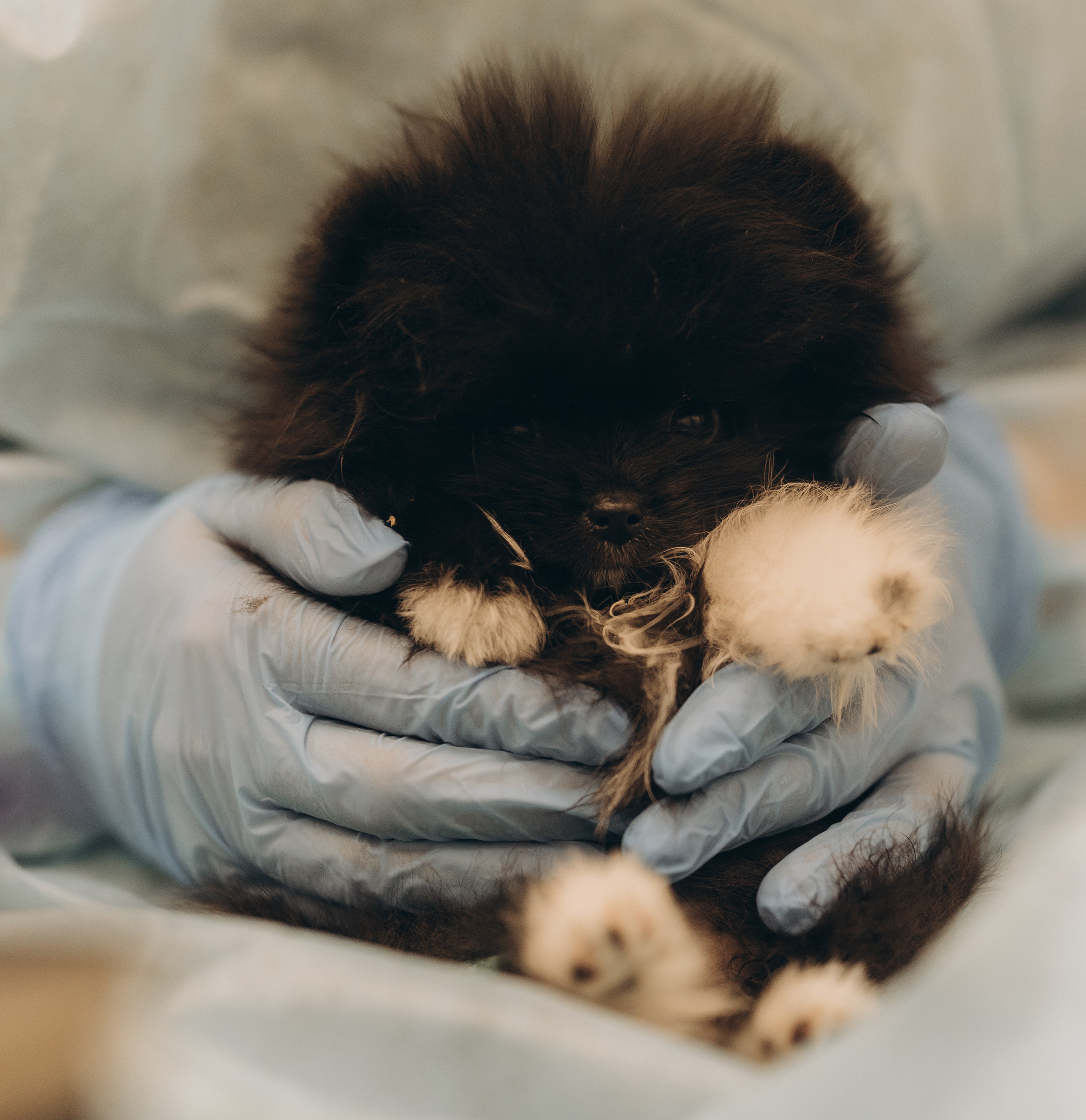 VetLife. Татьяна Афонина | Фотограф