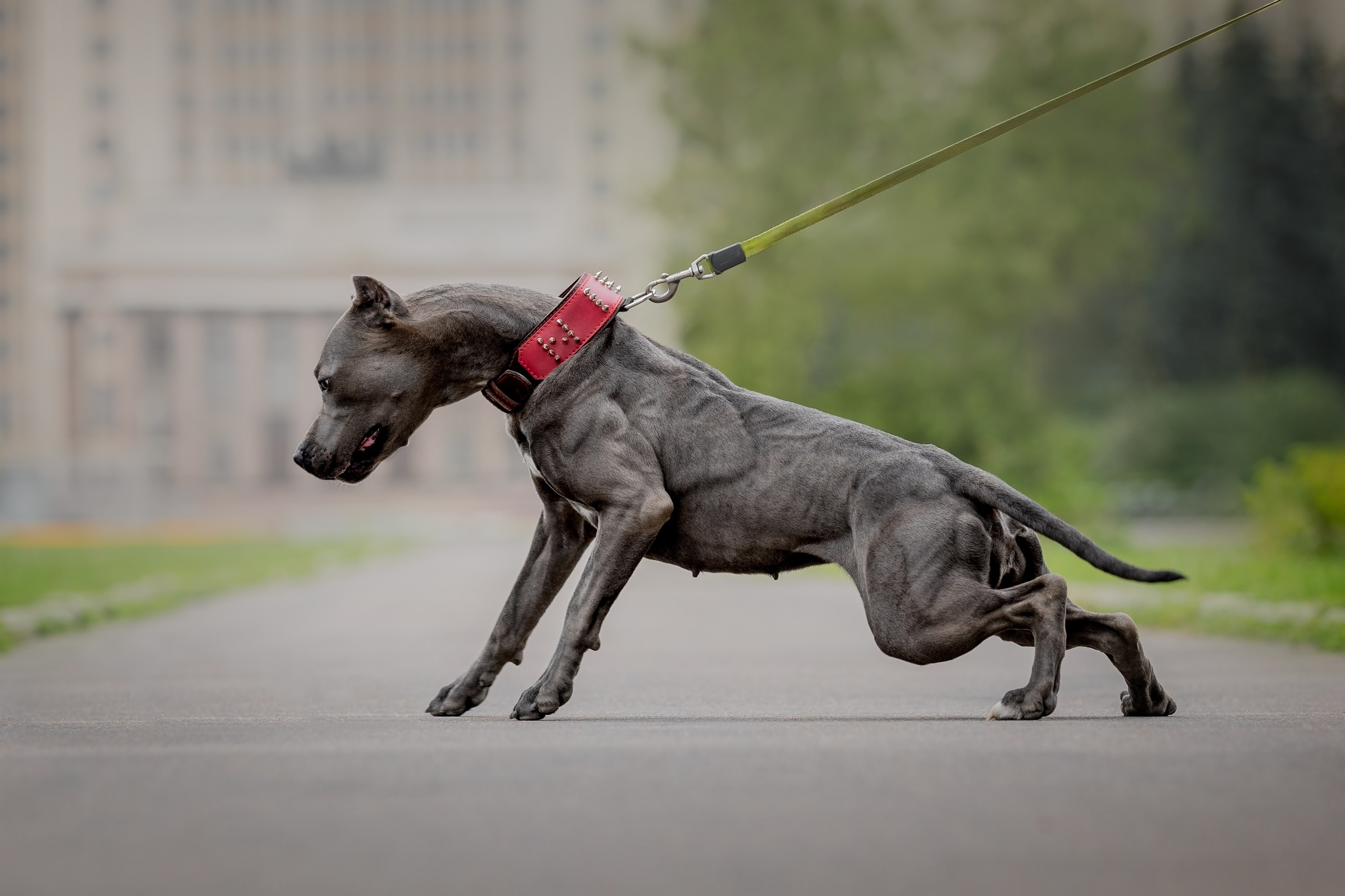 Анималистика. Репортажный фотограф Мария Мадзик