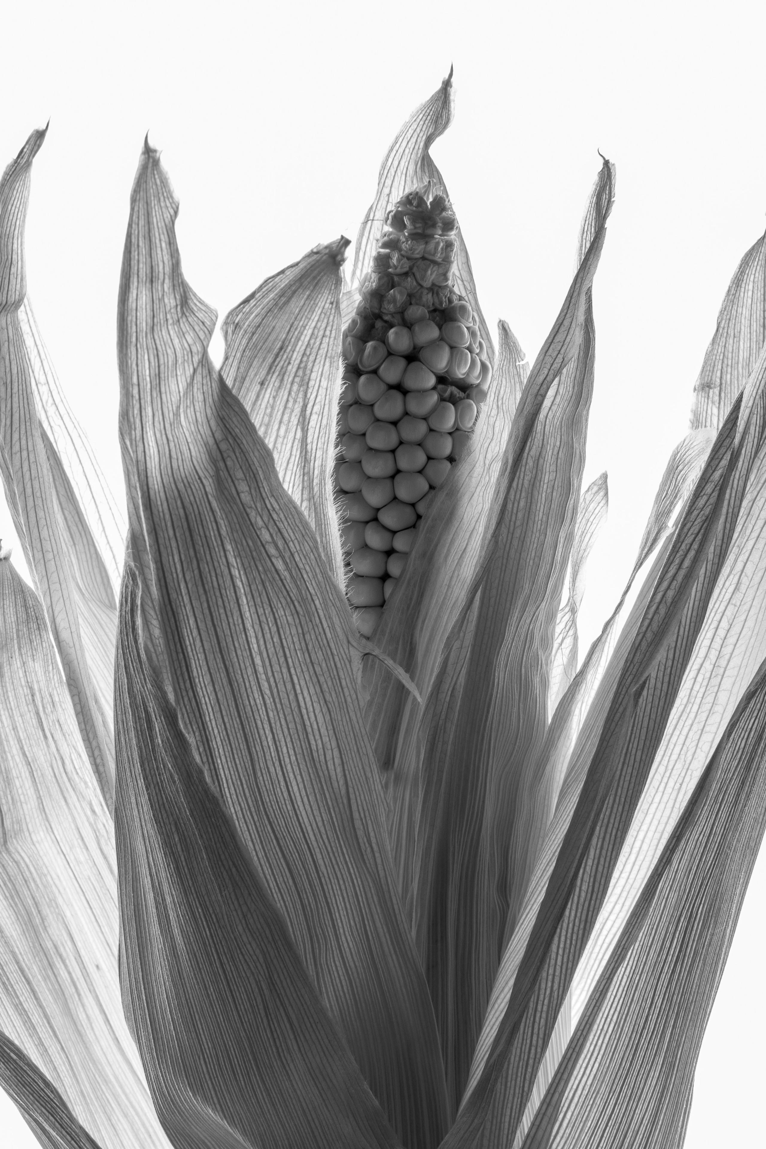 Цветы тревоги. Ксюша Черотченко — фотограф из Санкт-Петербурга