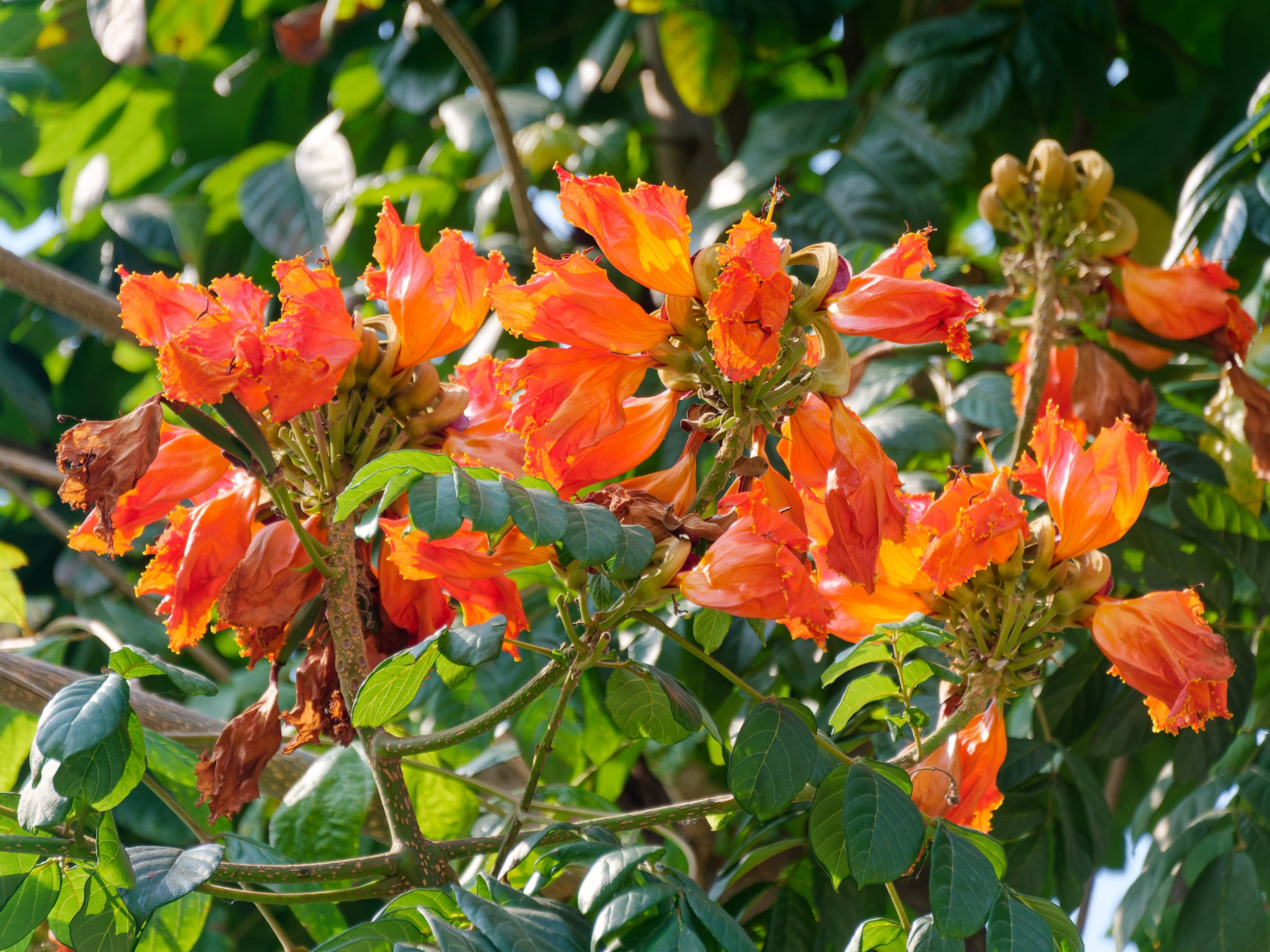 Хайнань 2026, флора, цветы и деревья. Фотопрогулки по Миру