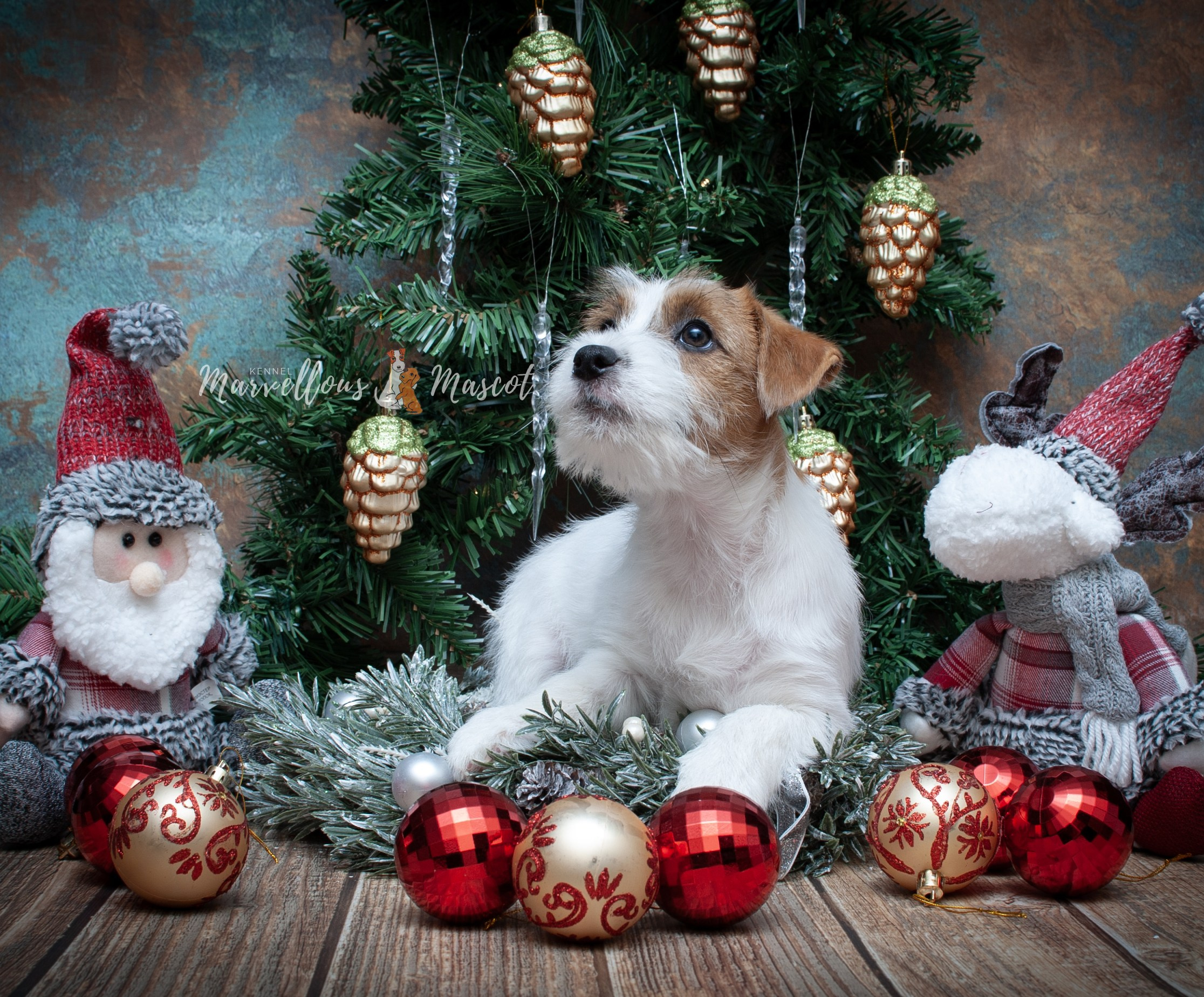 Роза. CANE MAESTRO — kennel Jack Russell Terrier