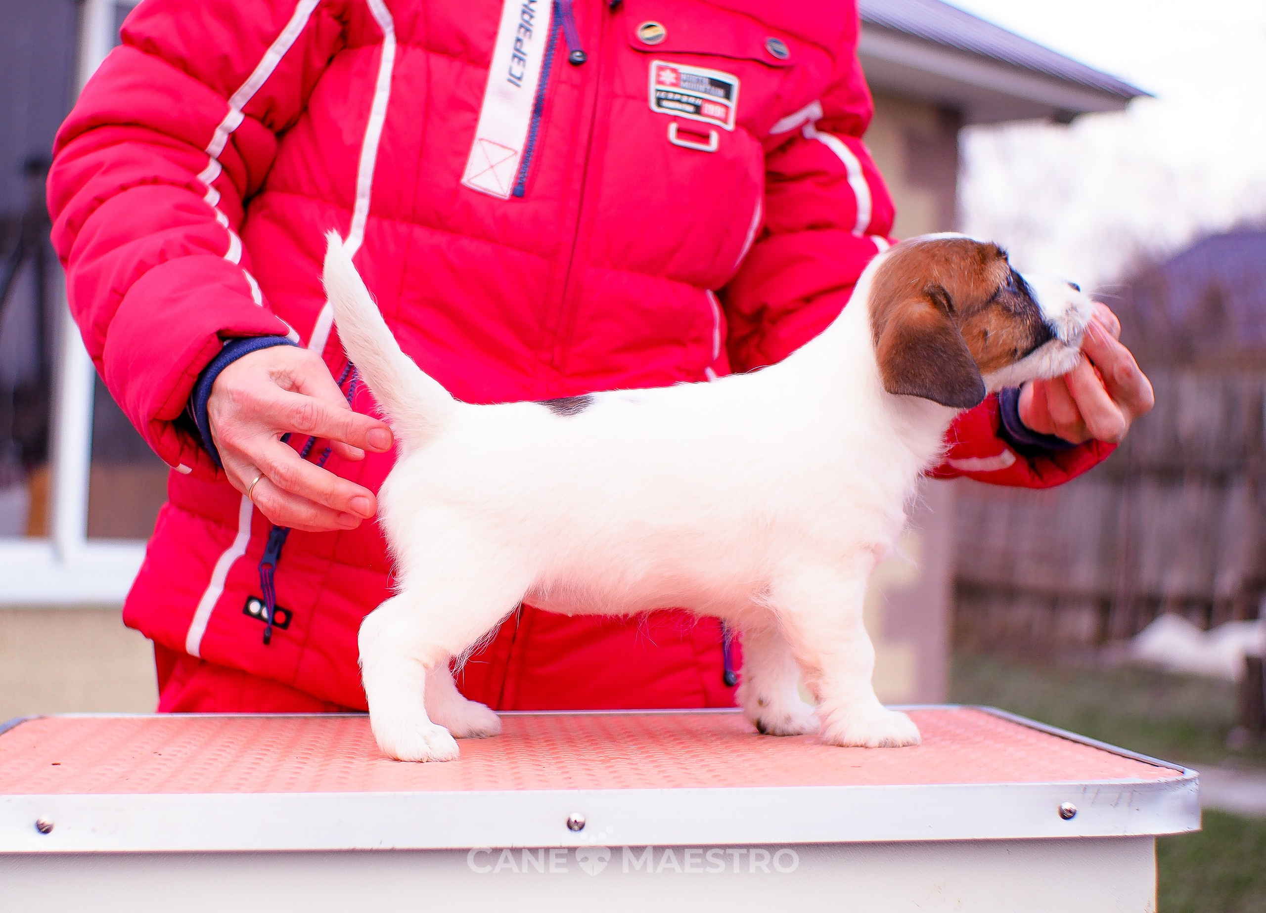 3_Девочка_СНЕЖНАЯ_Ц. CANE MAESTRO — kennel Jack Russell Terrier
