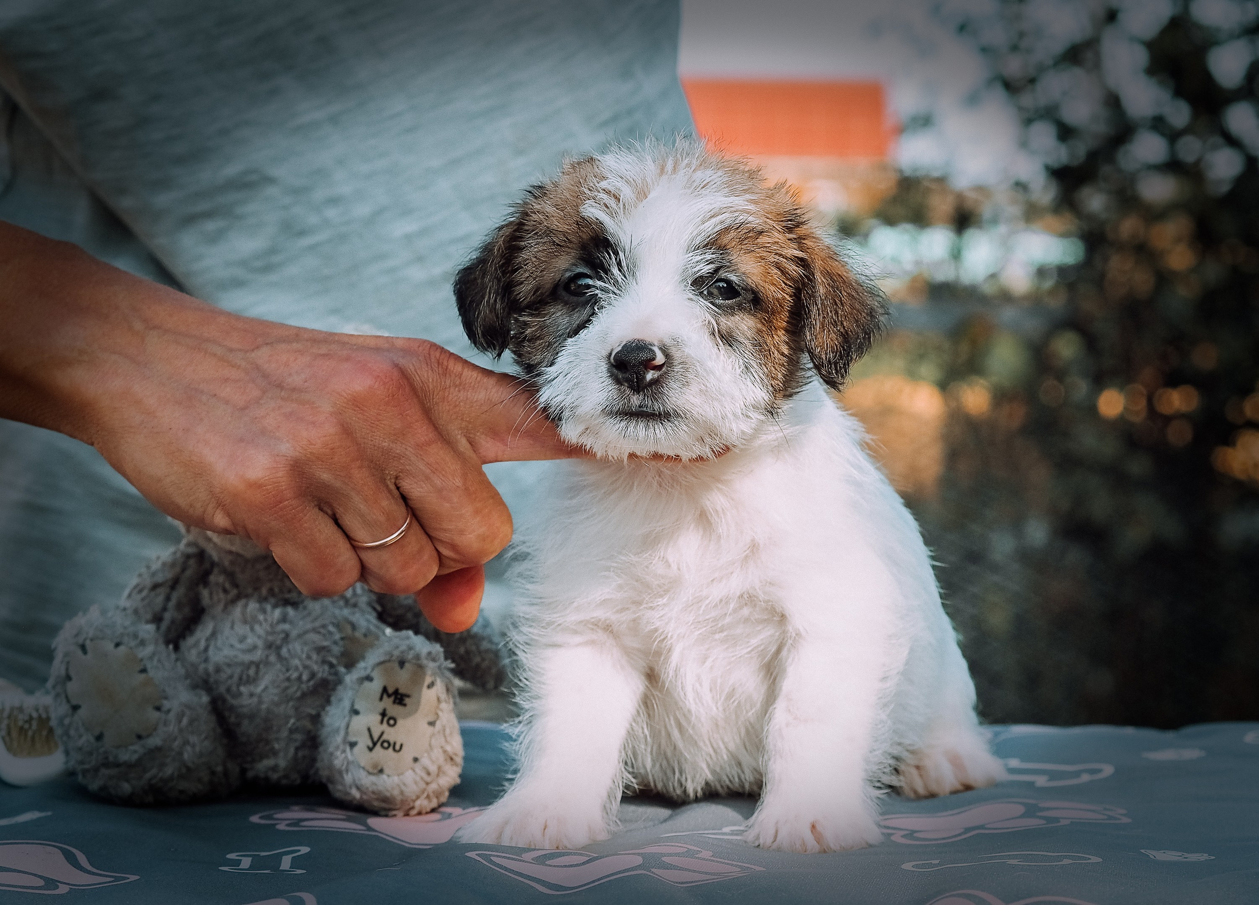 Щенок кобель ДРТ. КАНЕ МАЭСТРО — питомник Джек рассел терьеров