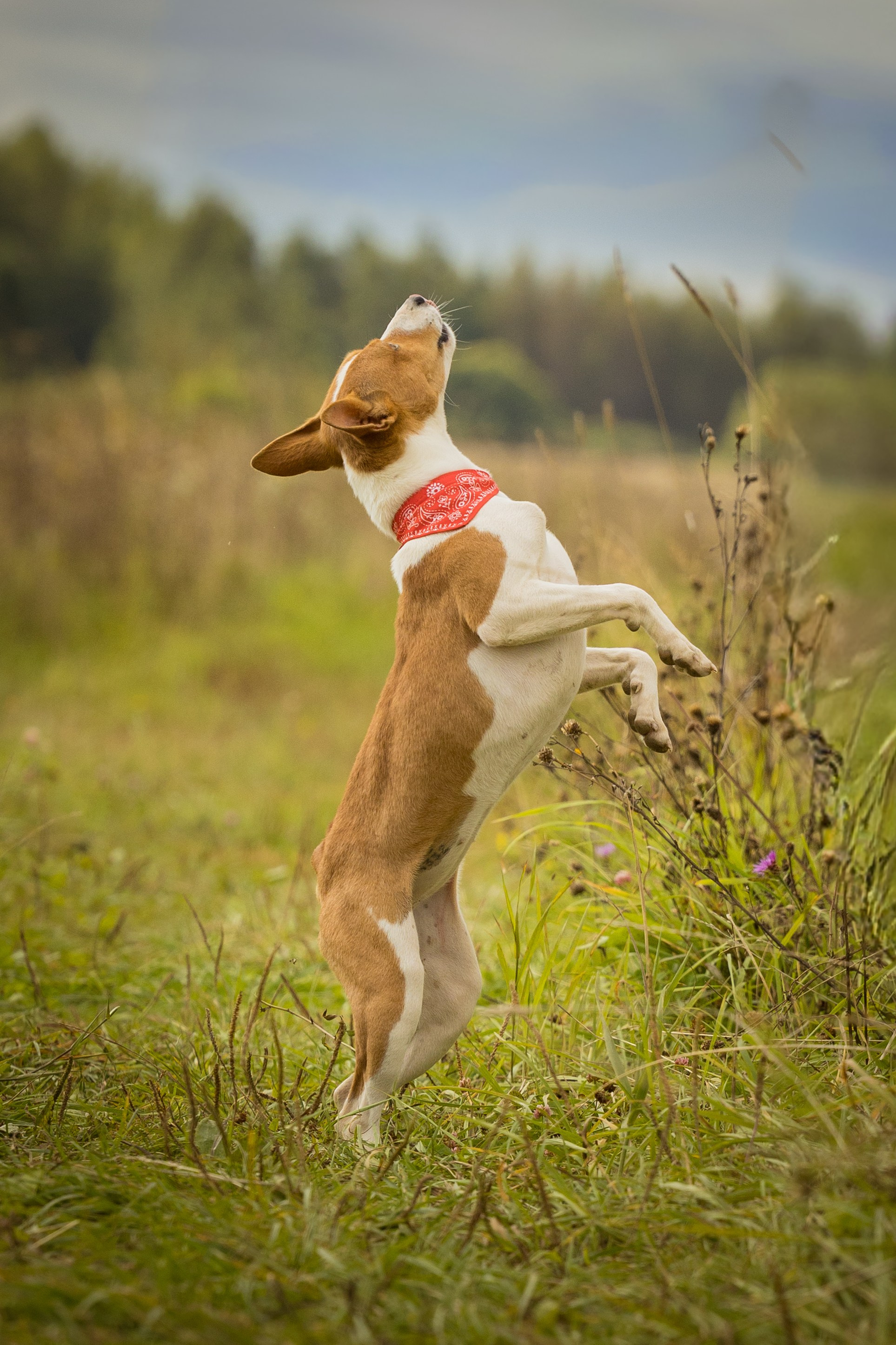 В питомнике. Виктория Михайловская. Фотограф-анималист. Москва