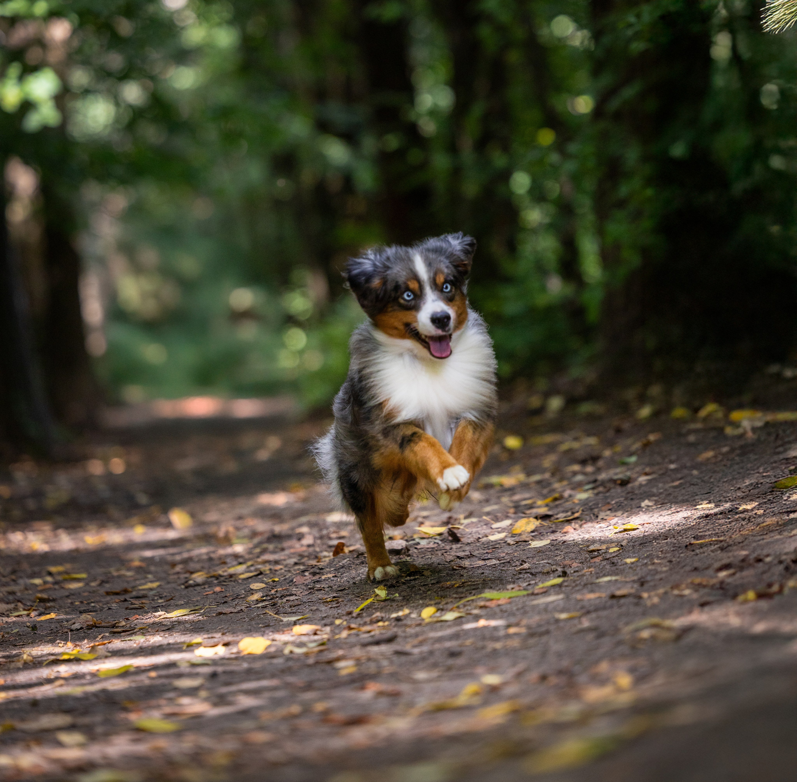 Макс и Сезам. Виктория Михайловская. Фотограф-анималист. Москва