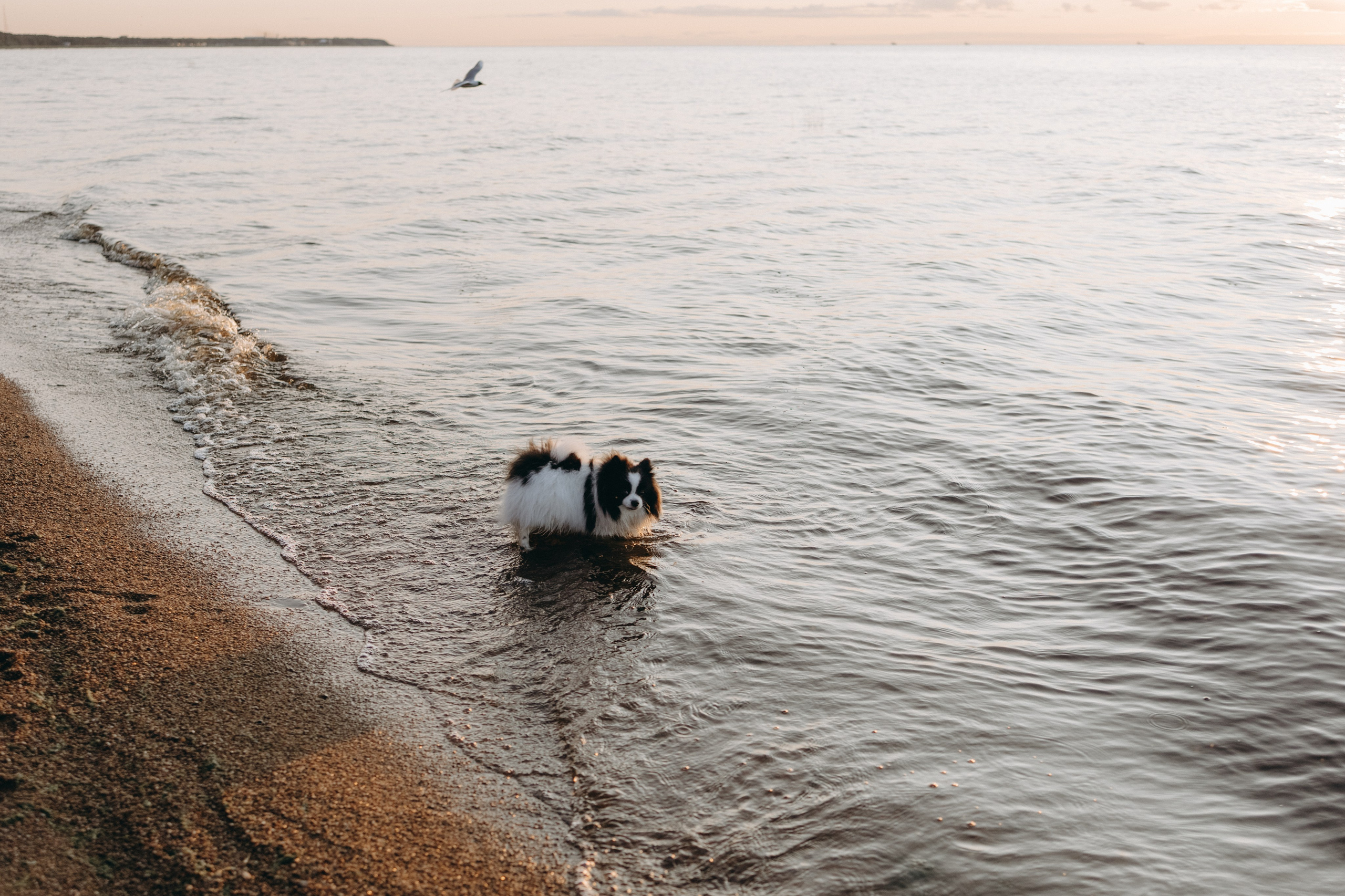 Диана и ее мальчики. Фотограф — Анималист | Санкт-Петербург