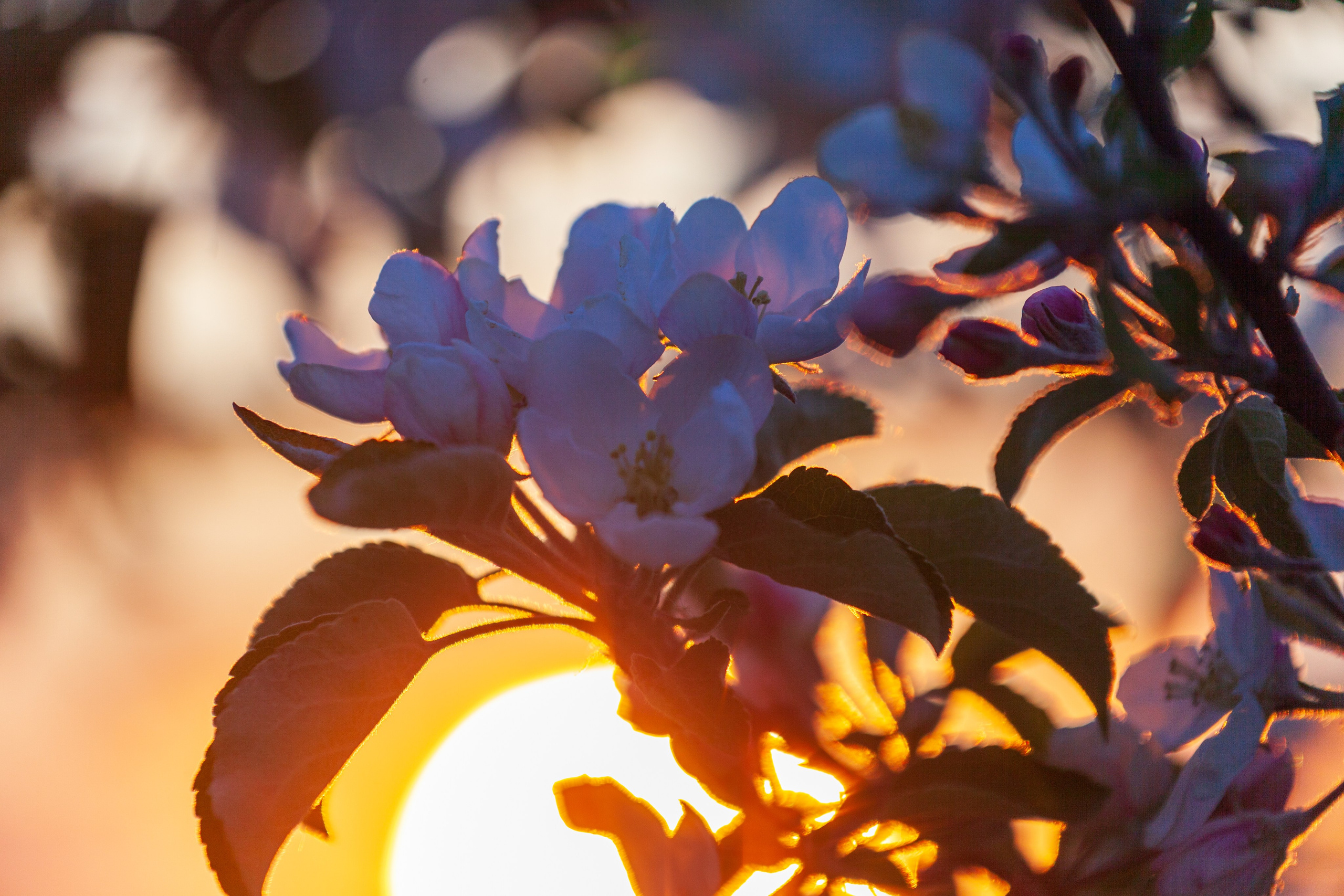 Яблоневый цвет. Фотохудожник Артём Парамонов