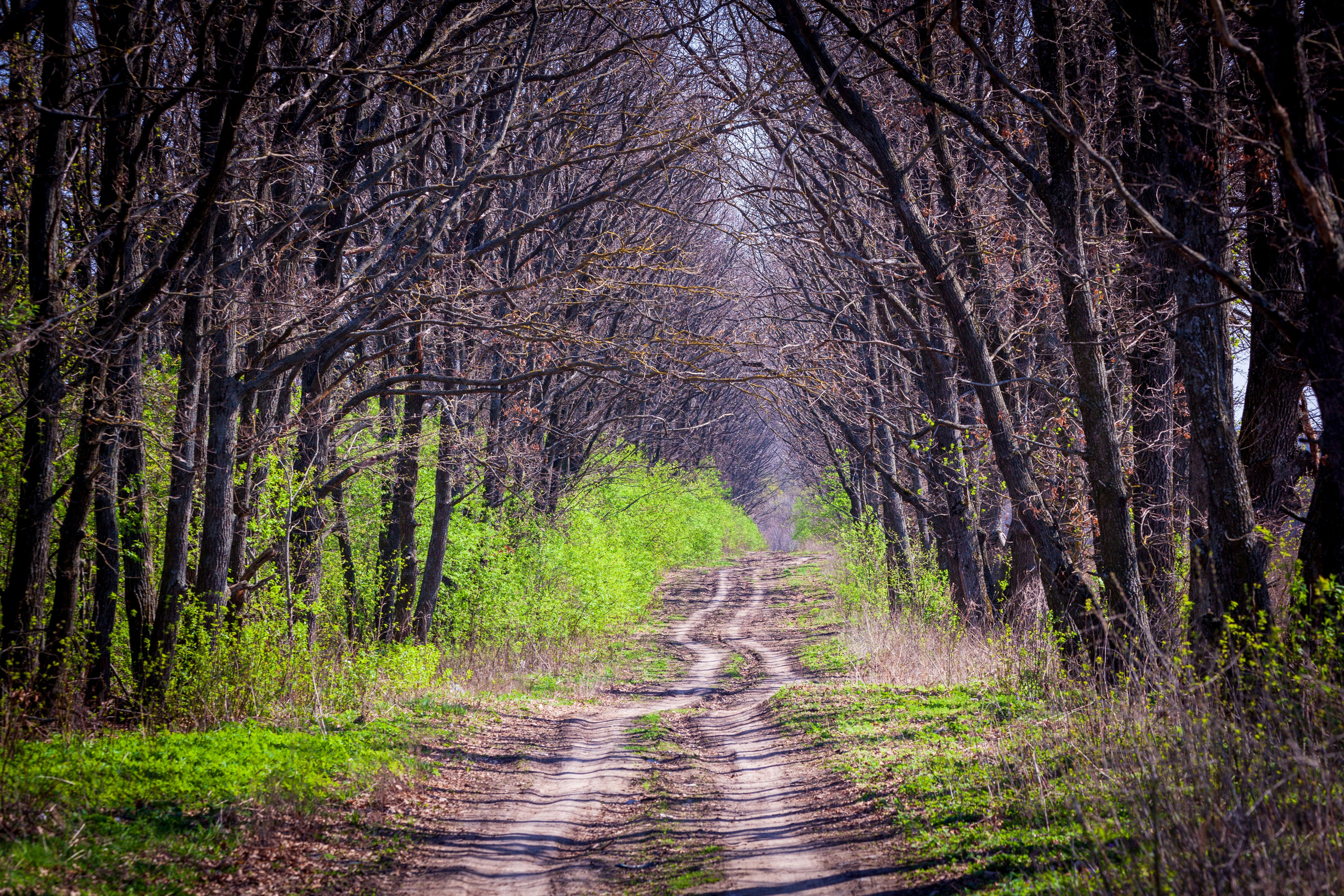 Весеннее настроение. Фотохудожник Артём Парамонов