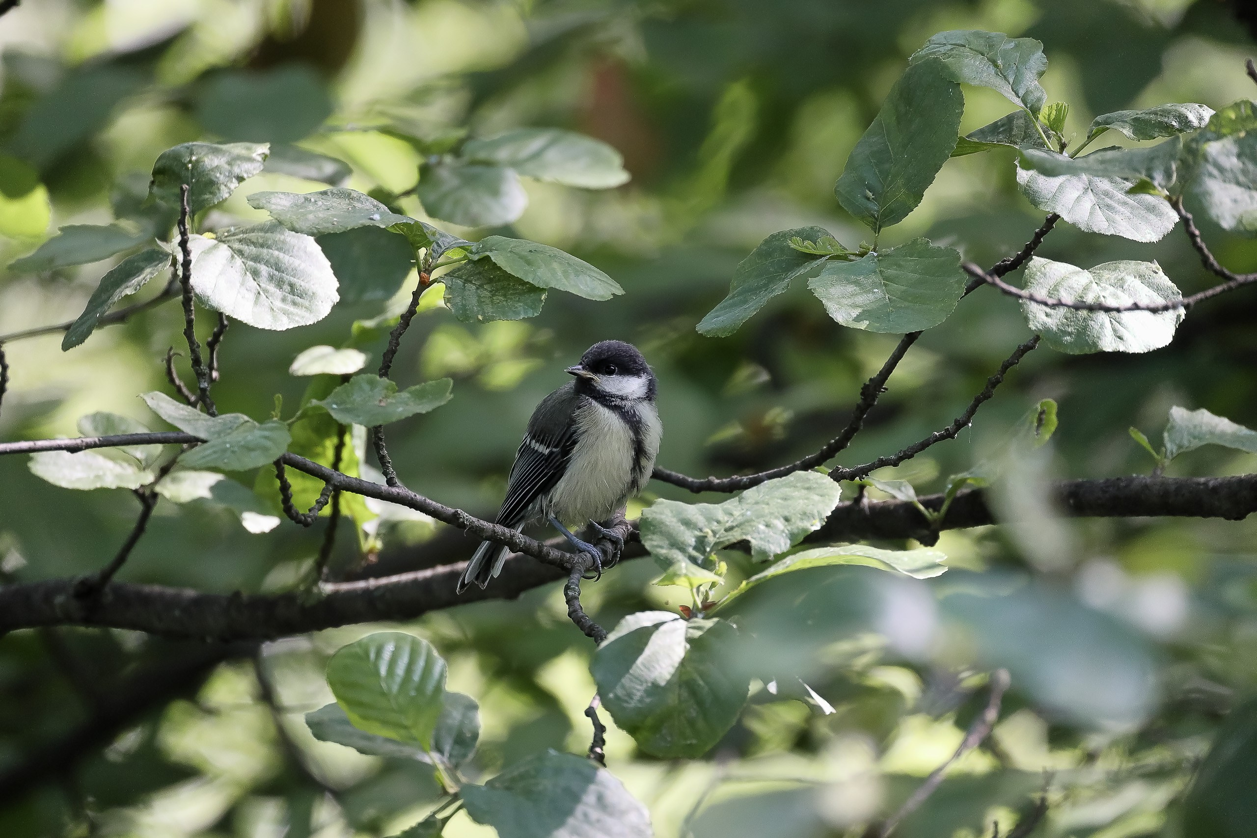 Московка птица