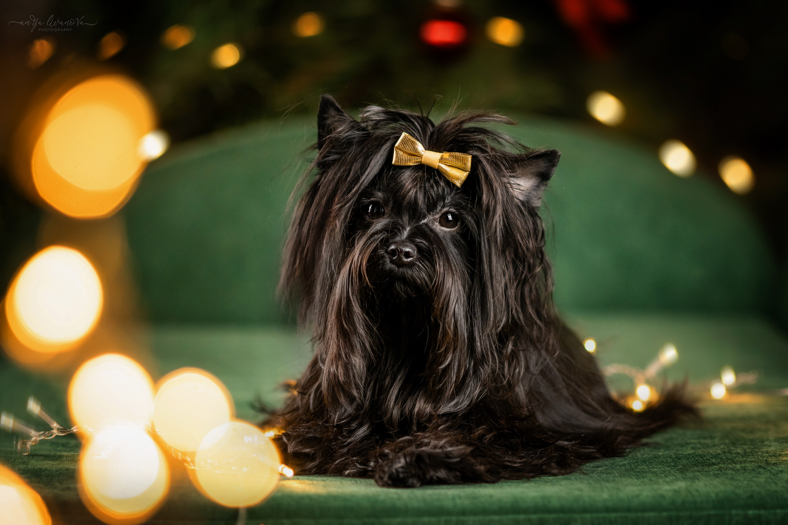 Новогодняя атмосфера в «Simply the Best». Фотограф анималист Аня Ливанова | Рыбинск