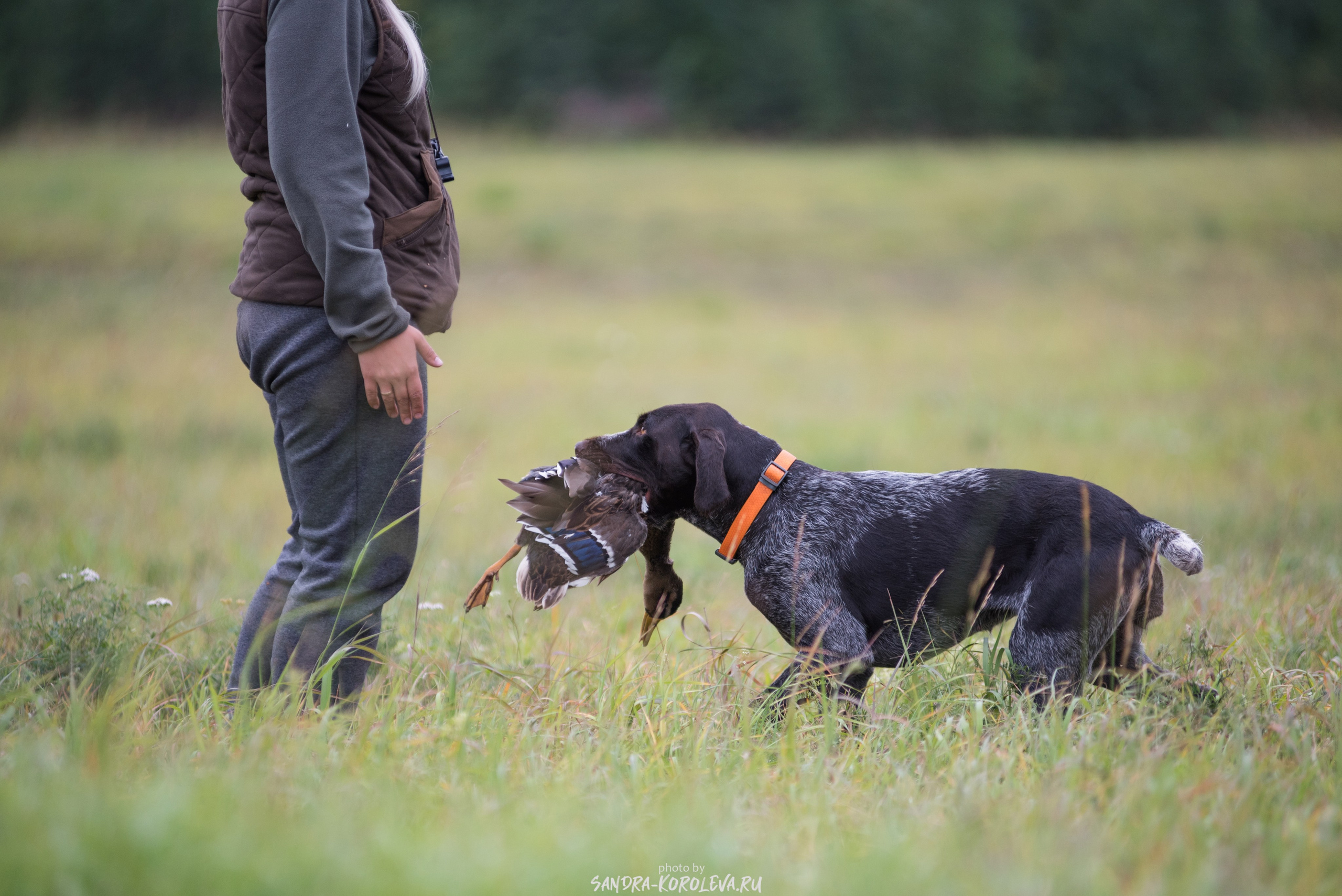 Рабочие дипломы. Главная