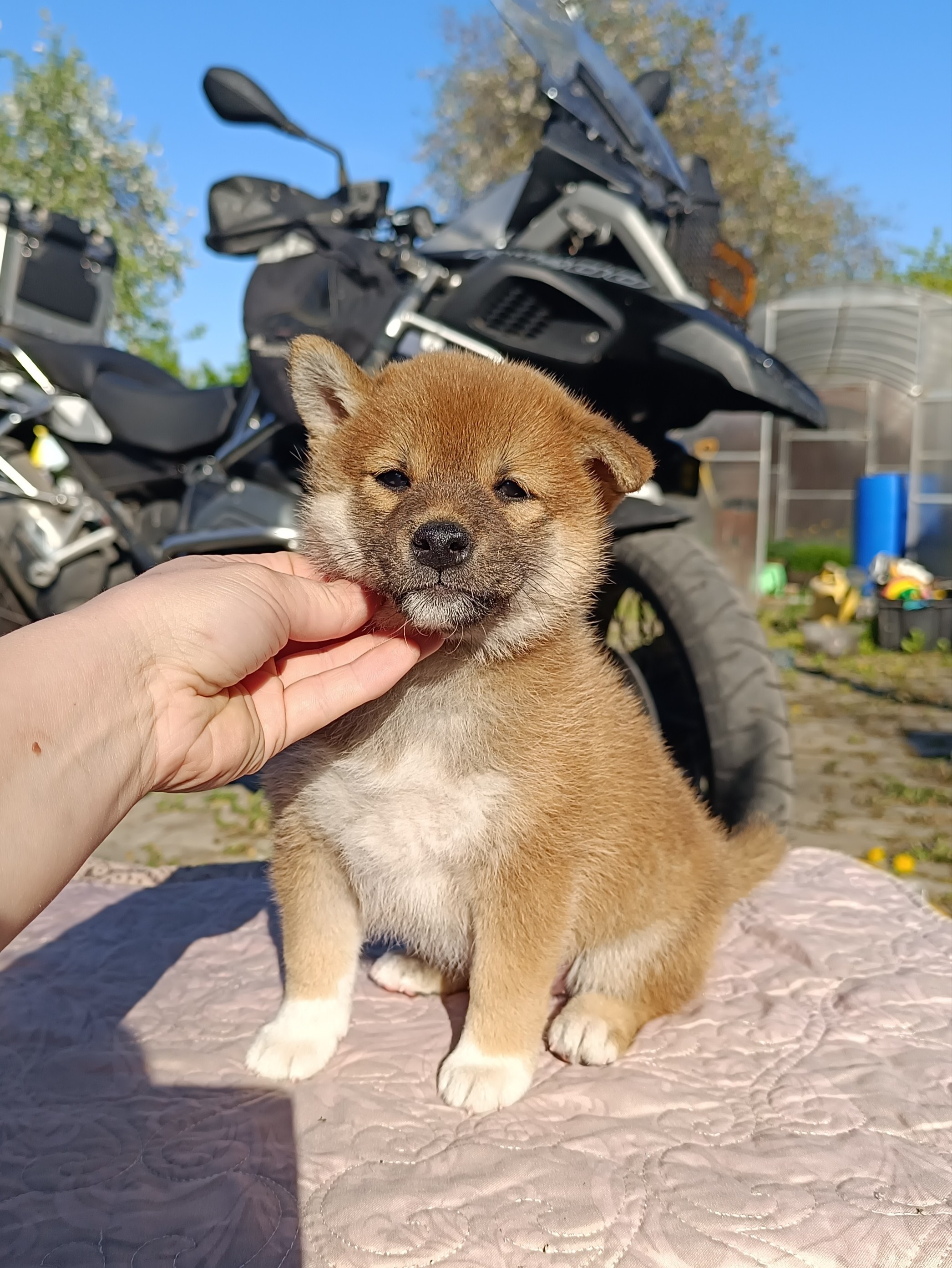 Сиба Rubylight Fumiko питомник Рубилайт