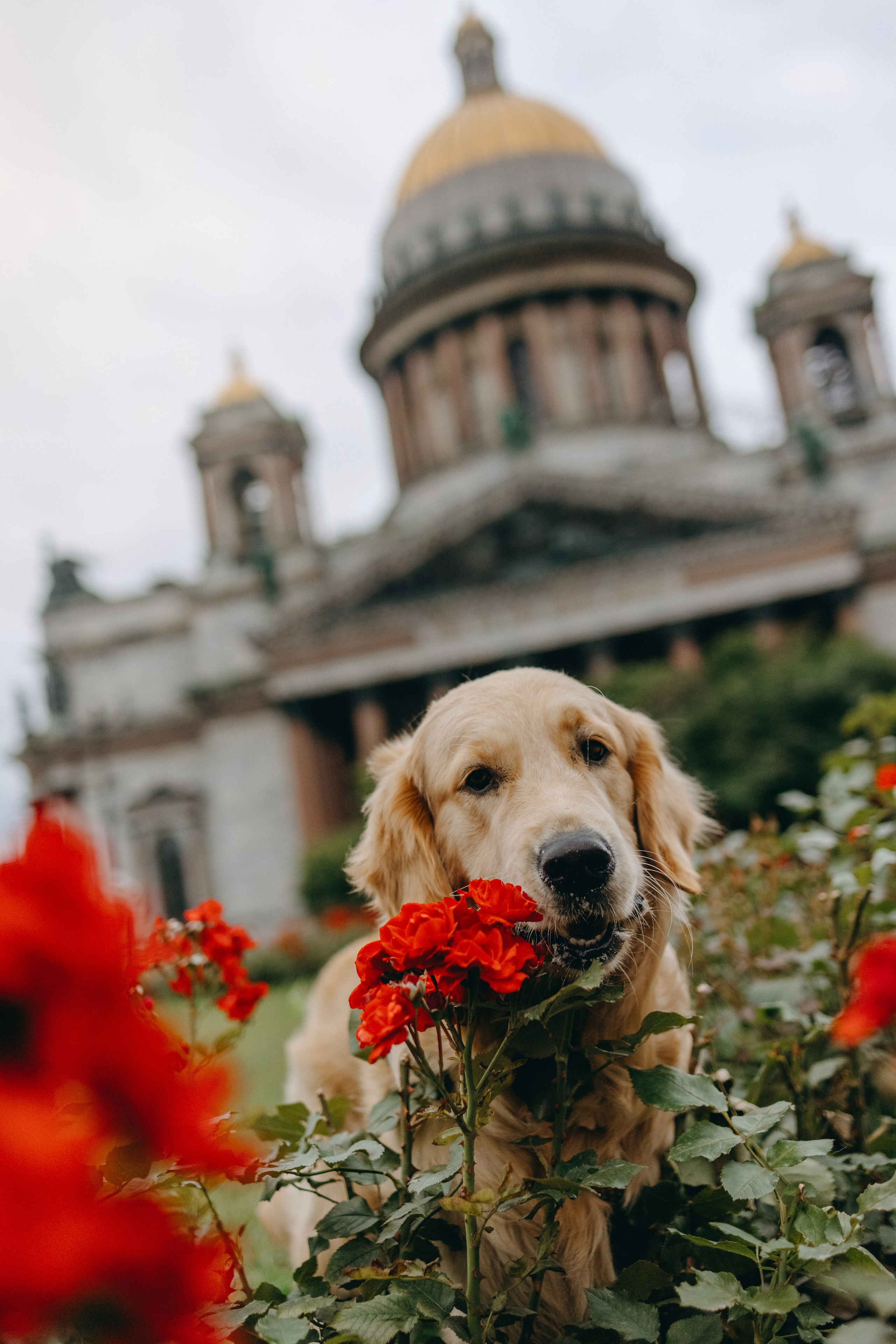 Бетти и ее семья. Фотограф — Анималист | Санкт-Петербург