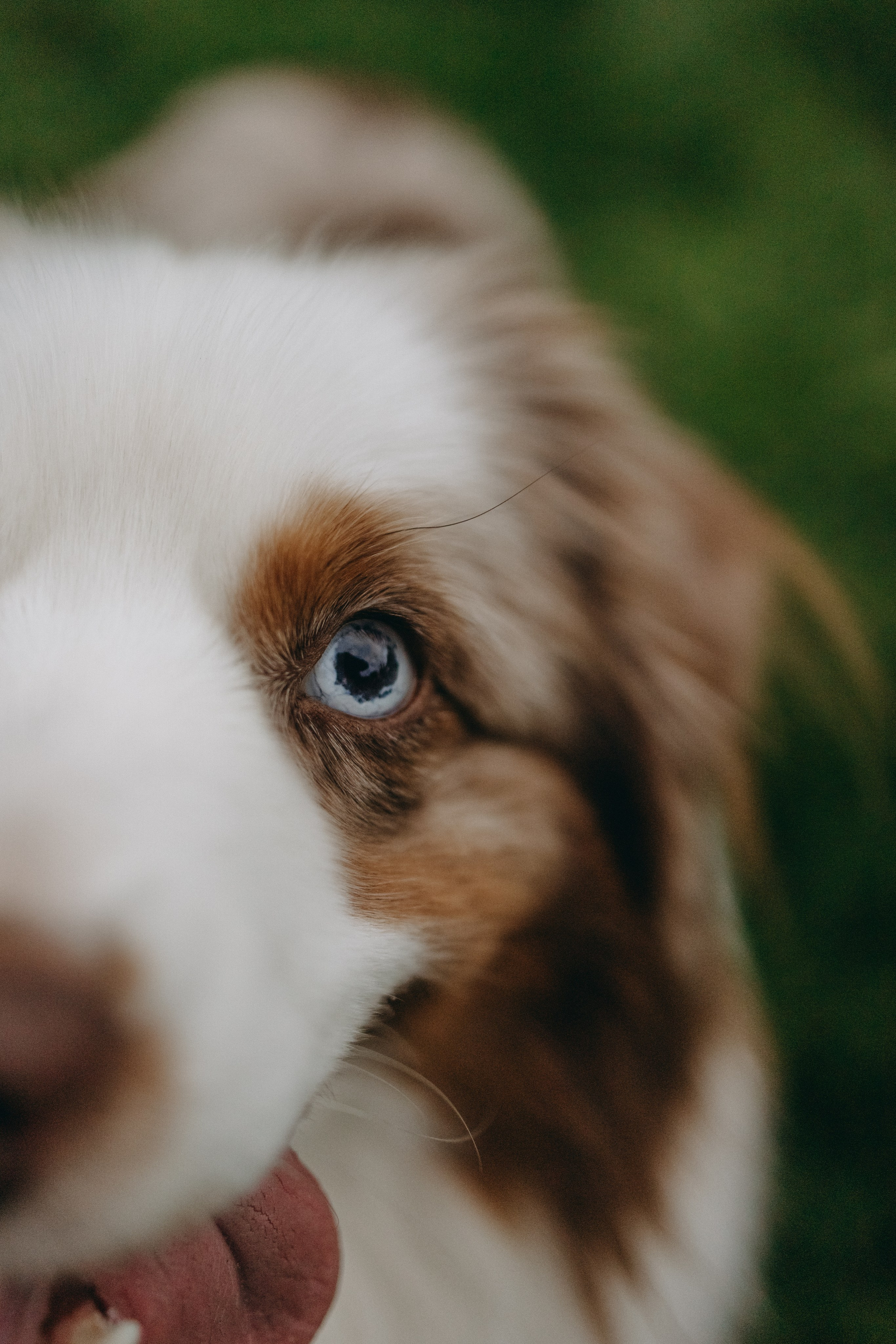 Маша и Эклер. Фотограф — Анималист | Санкт-Петербург