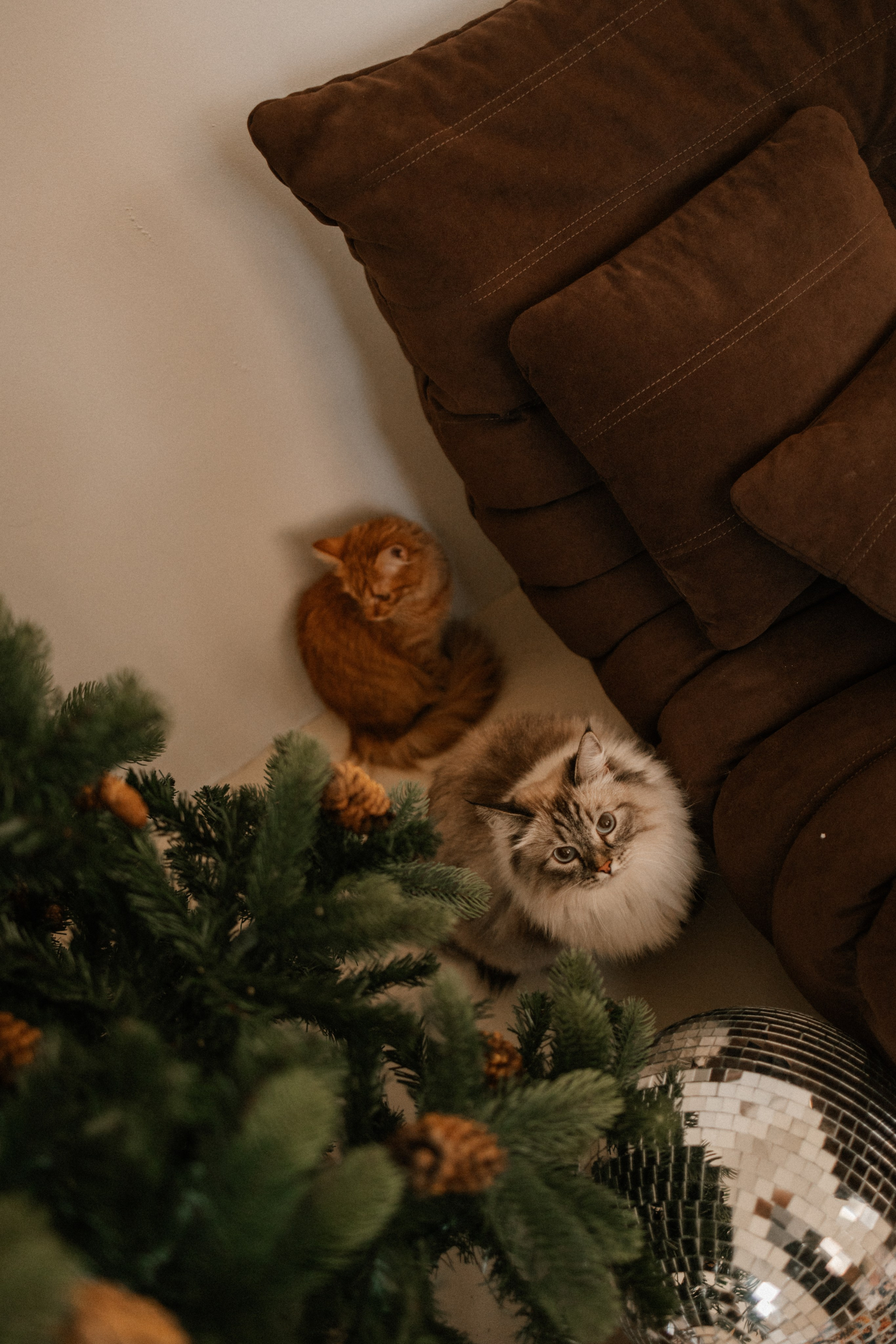 Камилла и ее девочки. Фотограф — Анималист | Санкт-Петербург