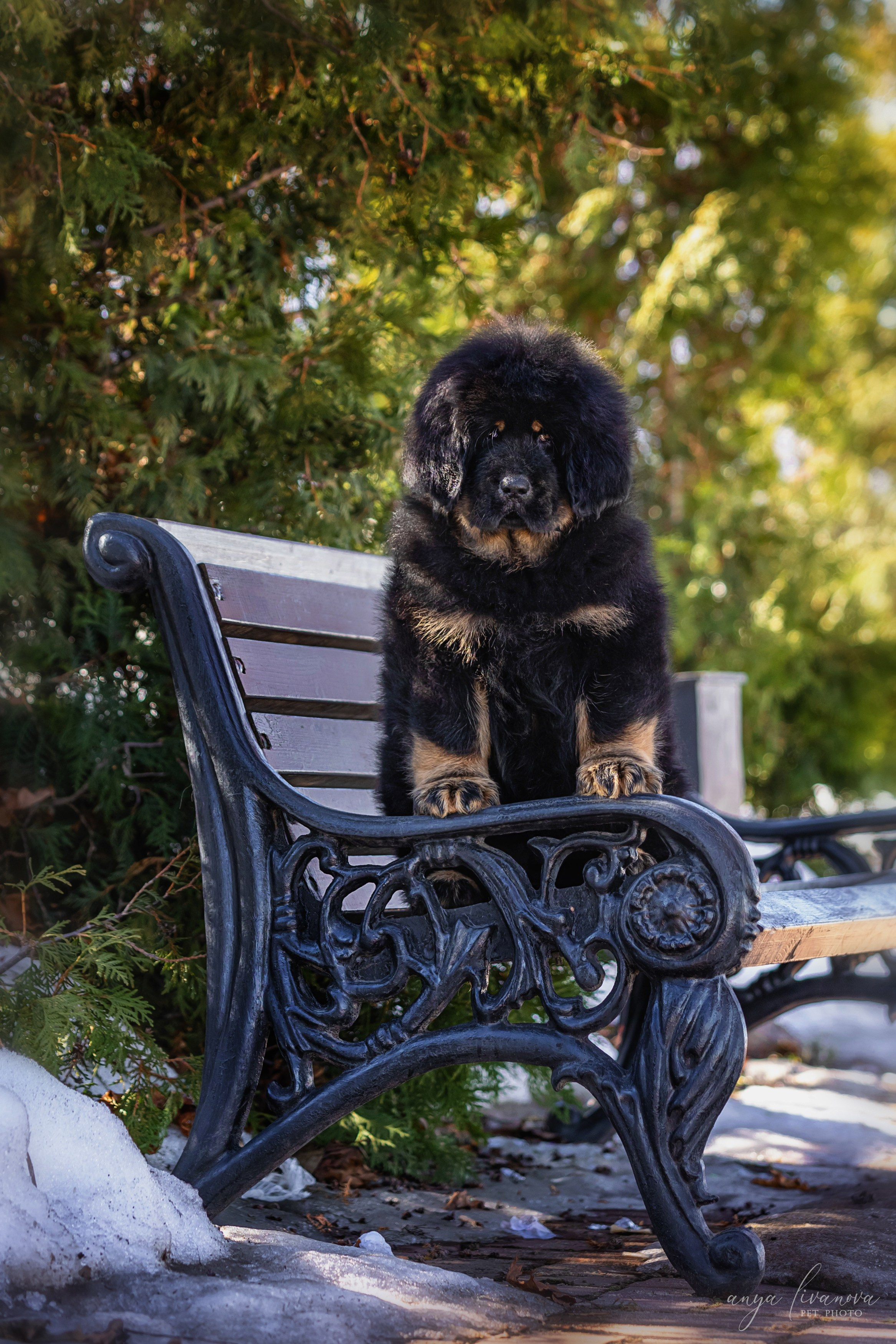 Тибеты. Фотограф анималист Аня Ливанова | Рыбинск