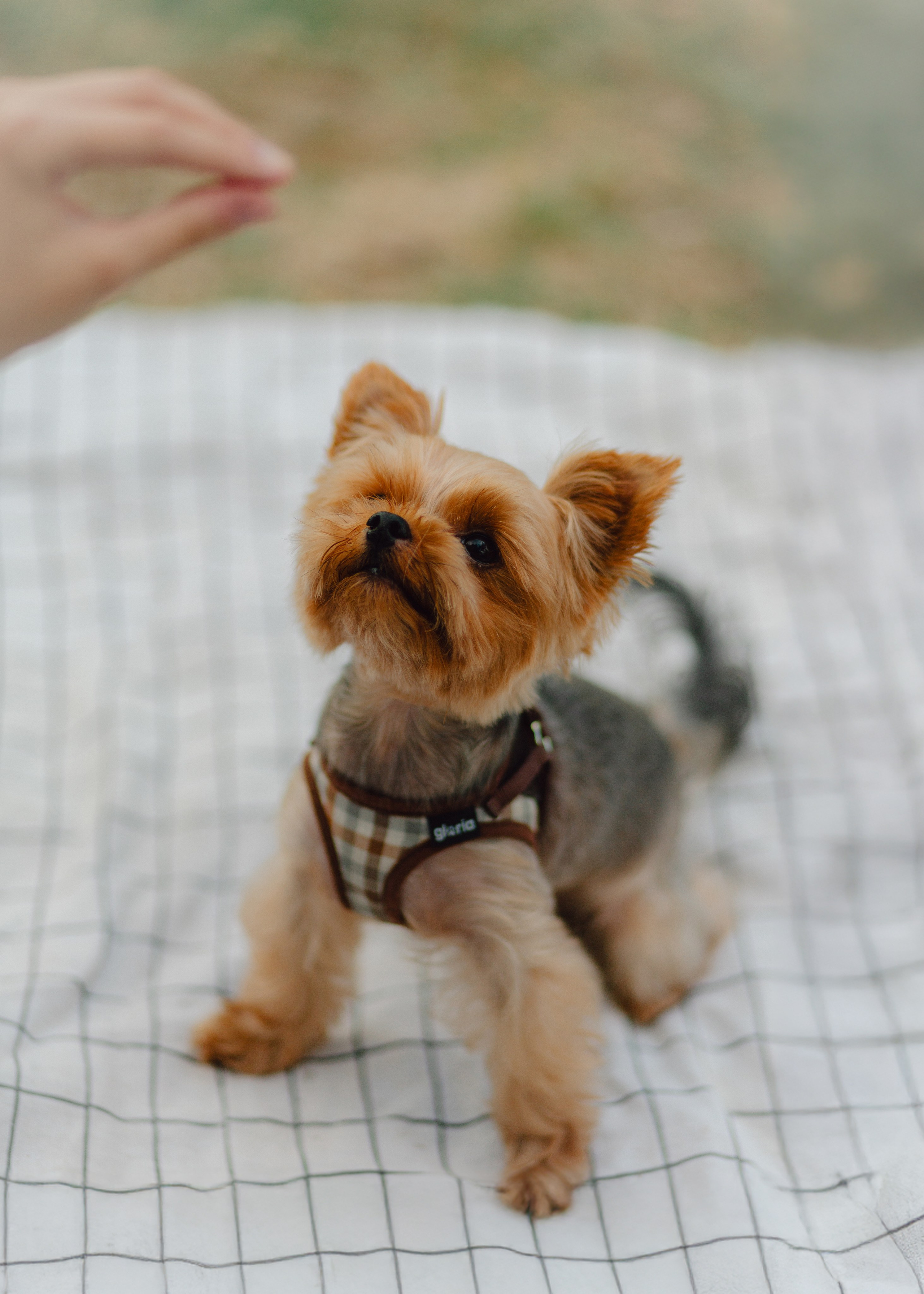 Julia & Her Playful Stitch. Barbara Isaeva