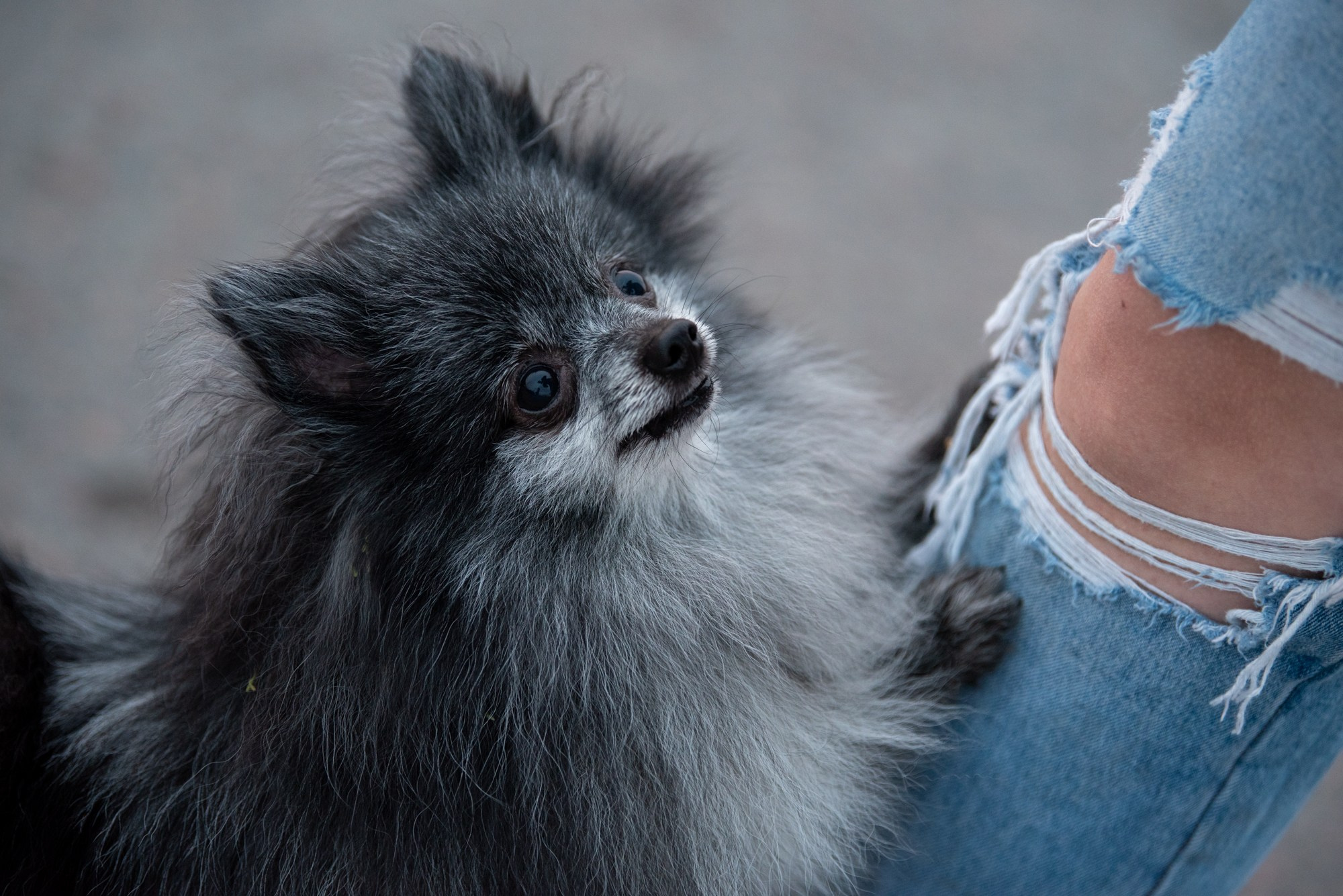 Спасенные шпицы. Фотограф в Москве Виктория Назаренко