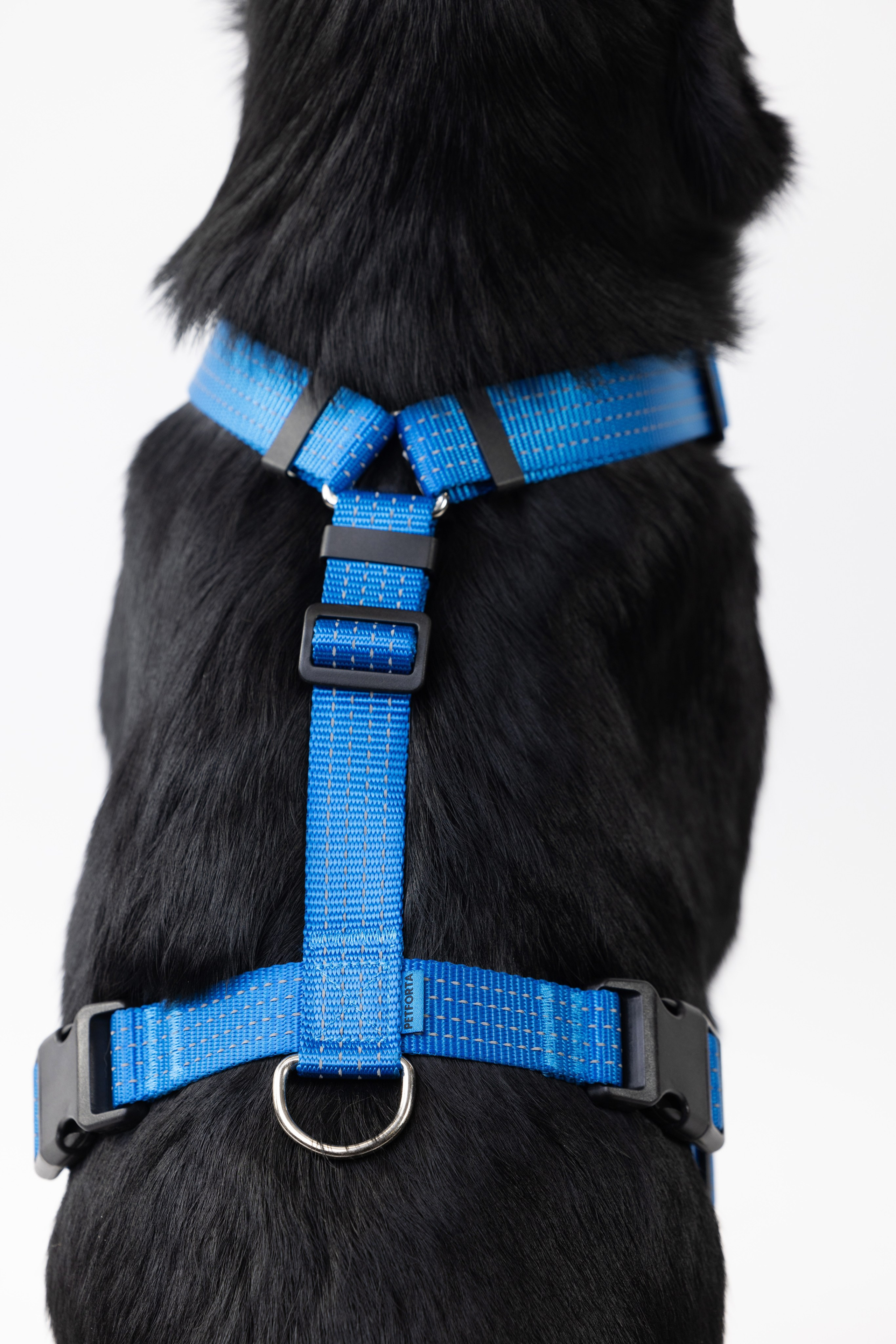 Шлейки Petforta. Фотограф анималист Осипчикова Мария