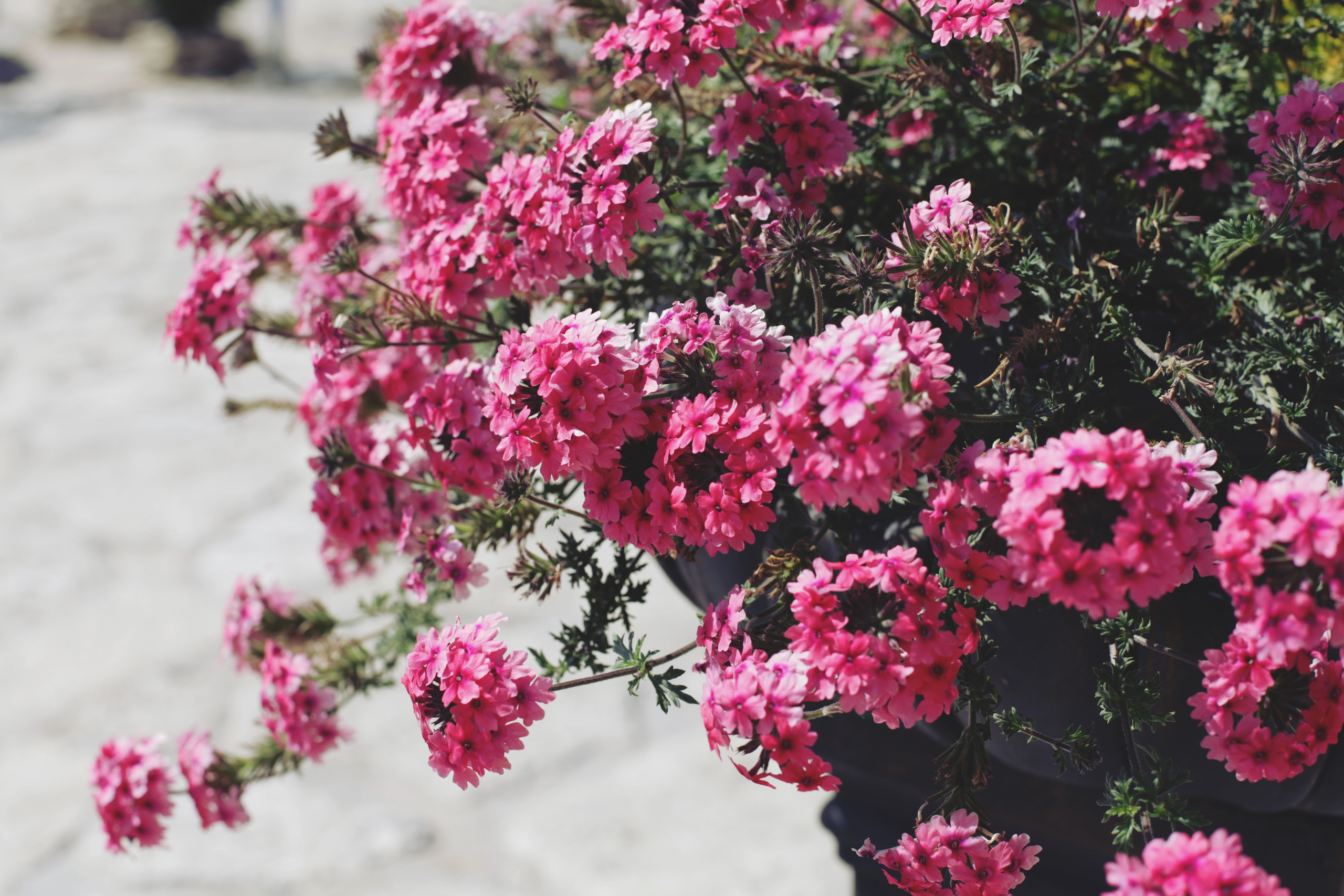 Болгария. Аня Степанова