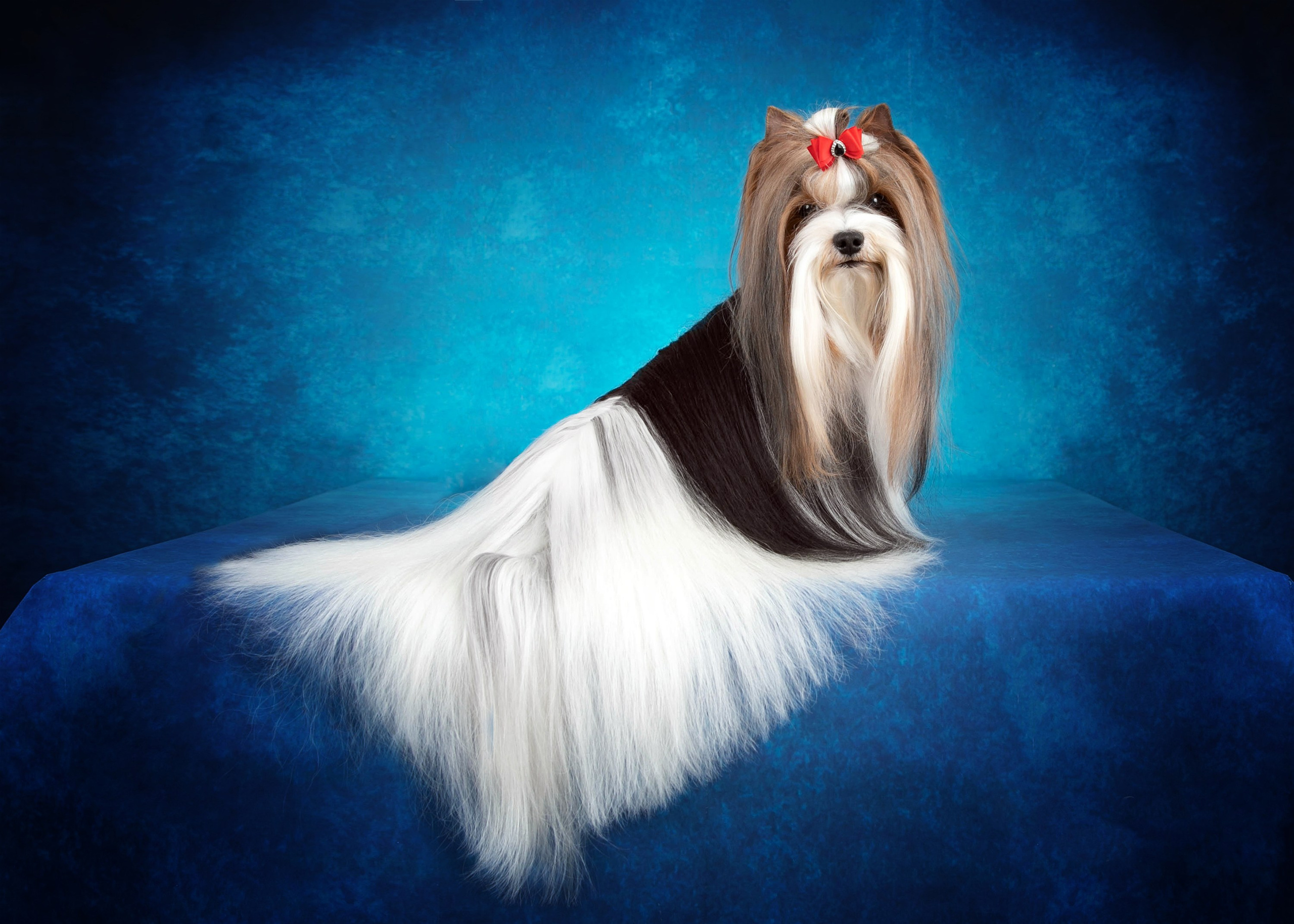 Стендовая съёмка на выставках собак. Фотограф-анималист в Омске Екатерина Маричева