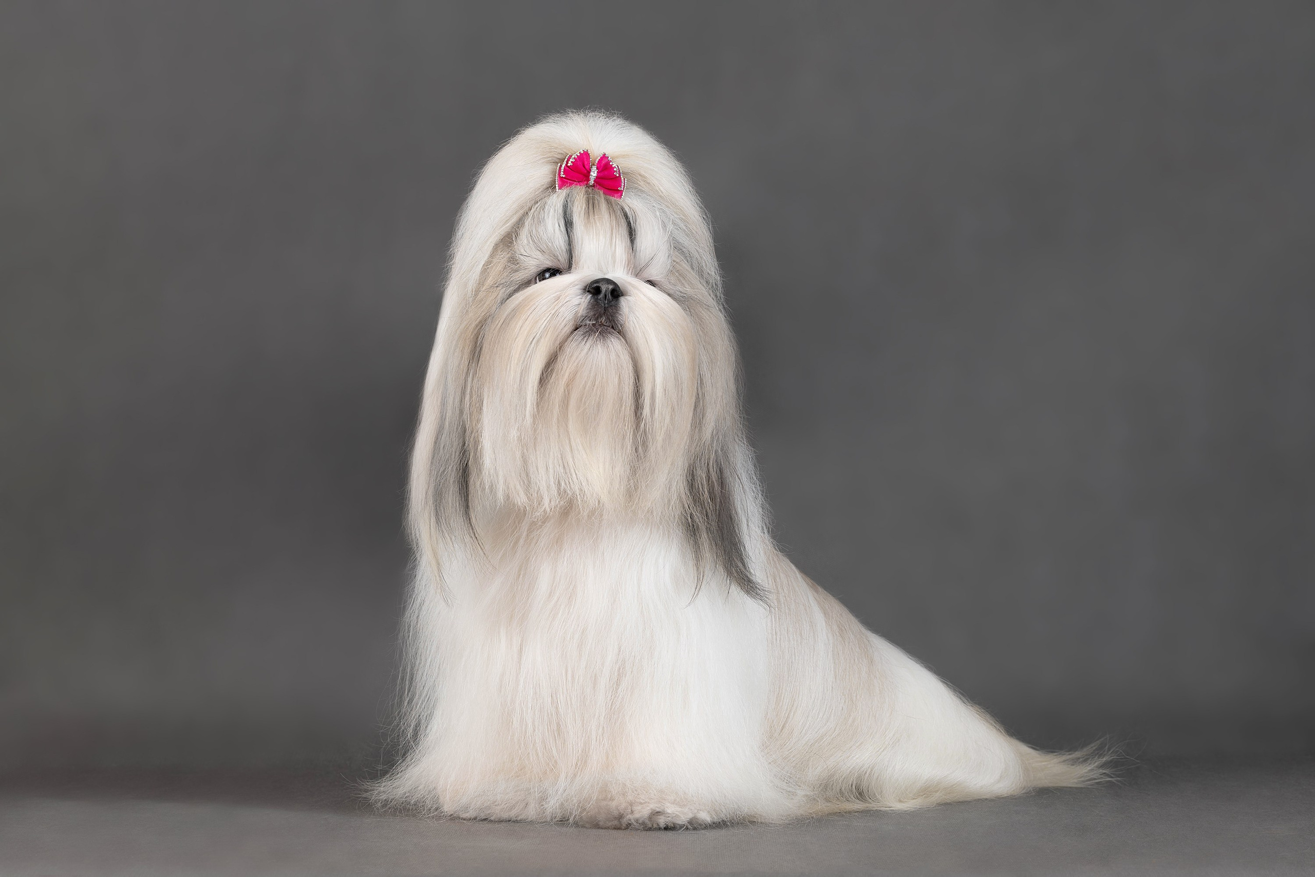 Фоны чёрный, белый, серый. Фотограф-анималист в Омске Екатерина Маричева