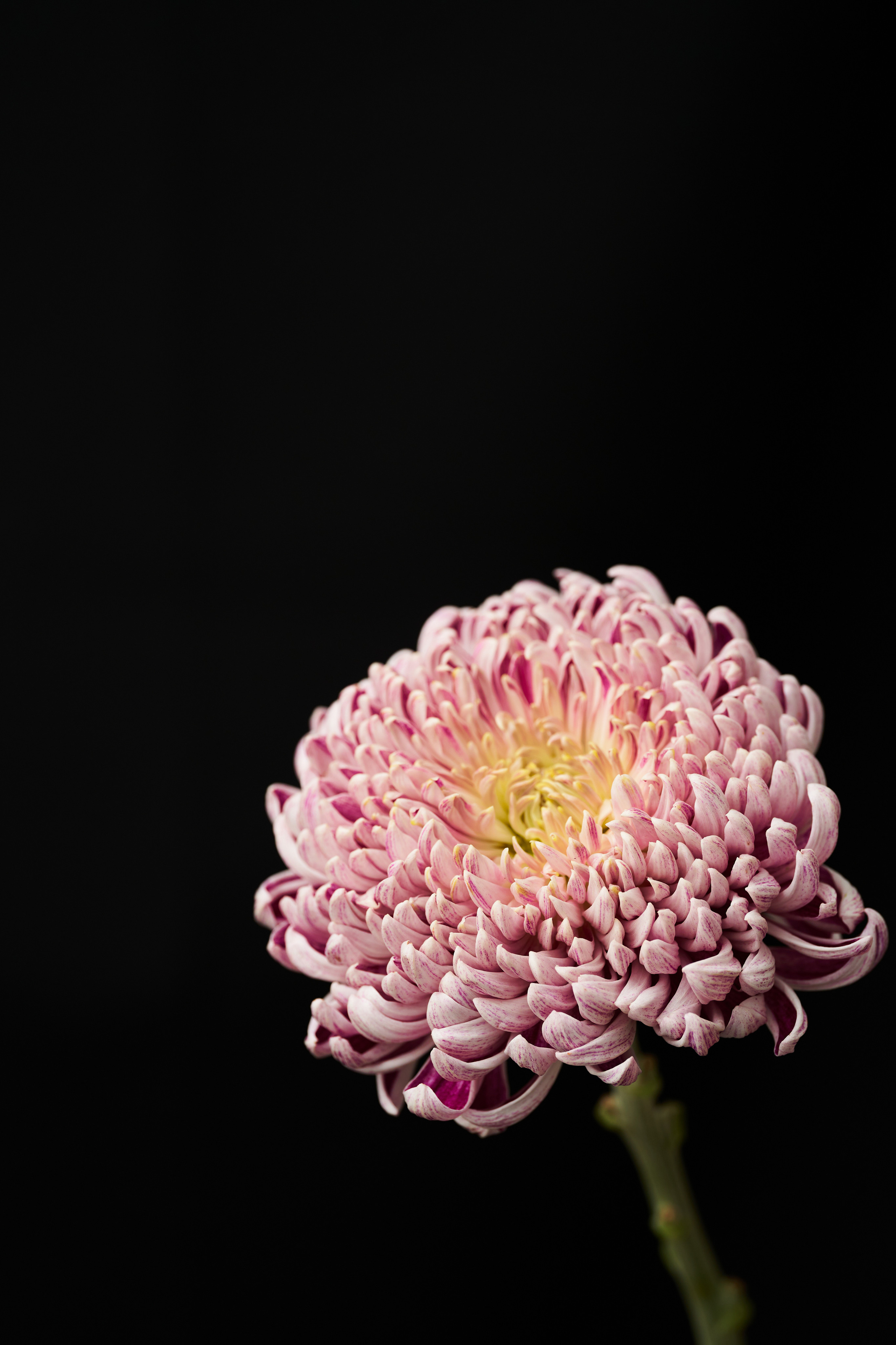 Цветочный магазин. Фотограф для брендов одежды и маркетплейсов в Москве Рита Винтер