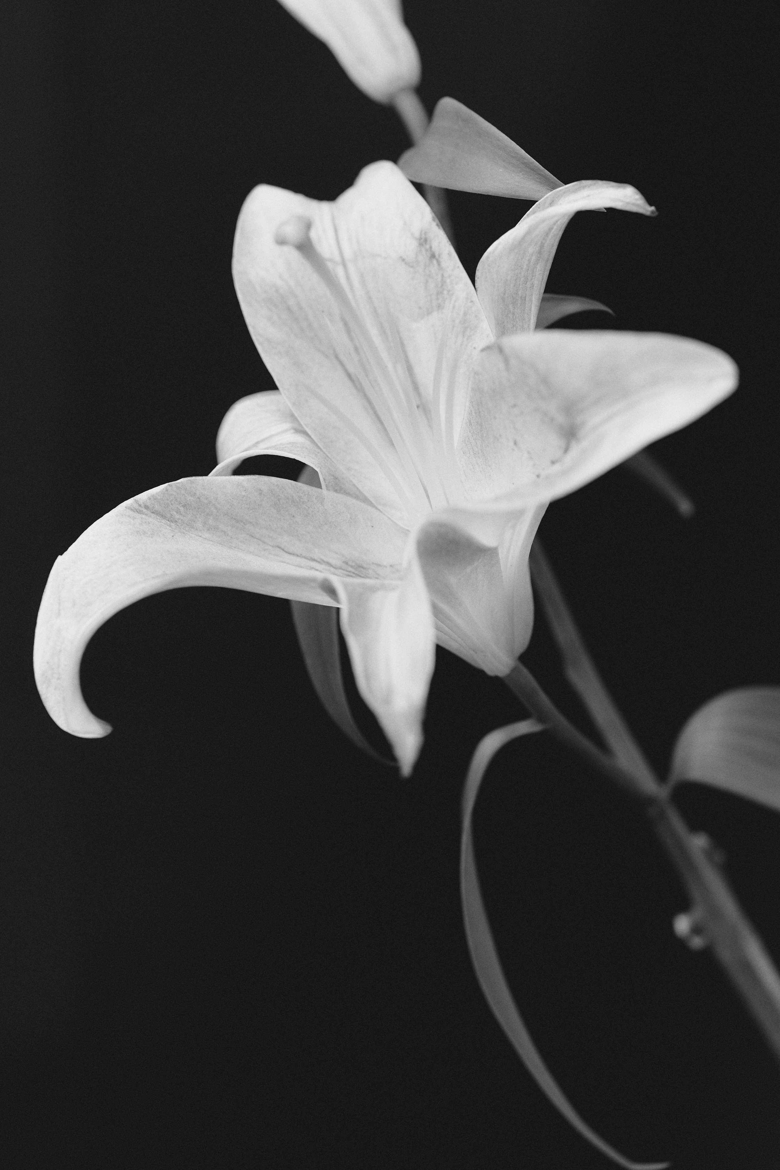 Цветочный магазин. Фотограф для брендов одежды и маркетплейсов в Москве Рита Винтер