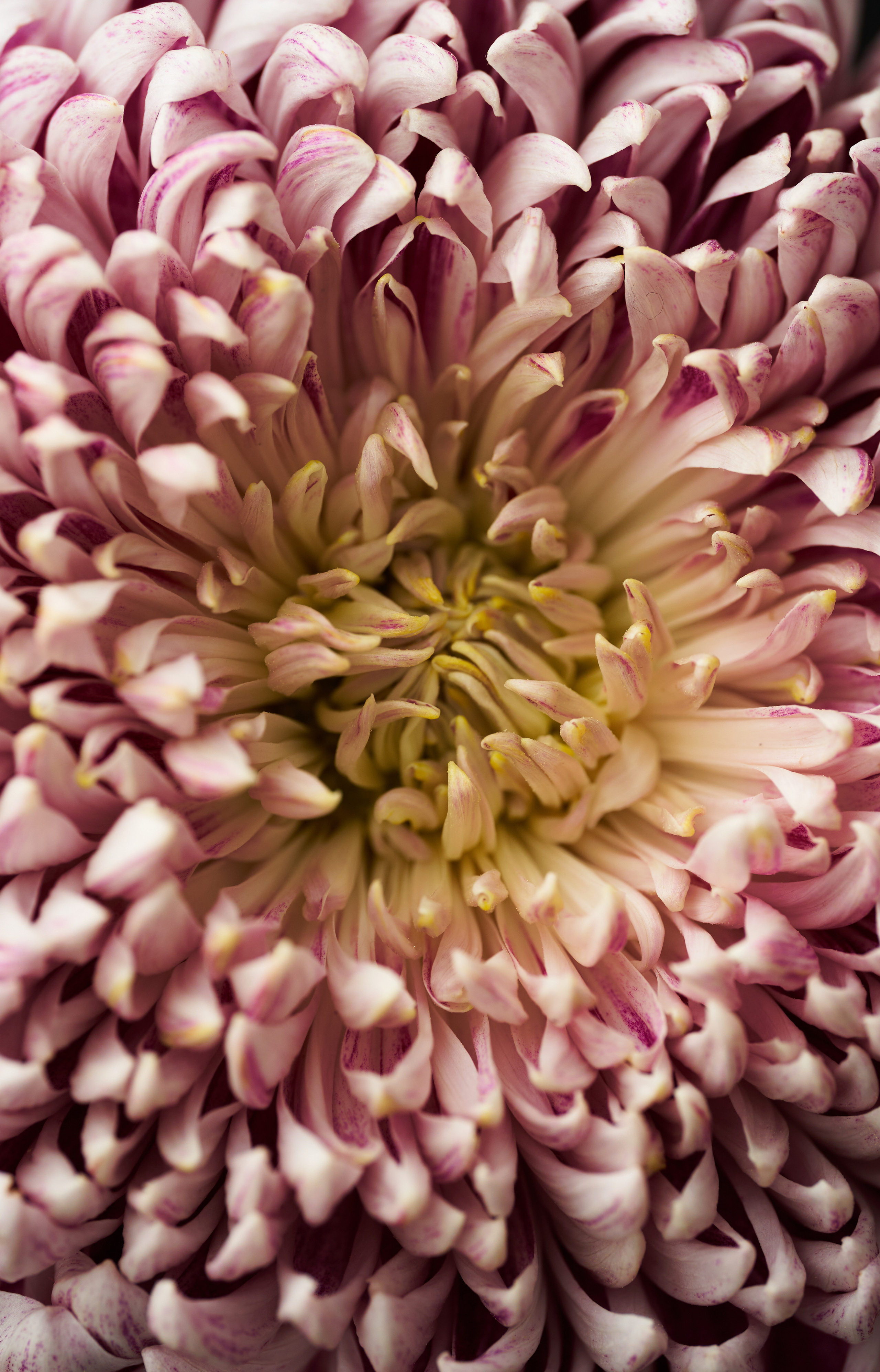 Цветочный магазин. Фотограф для брендов одежды и маркетплейсов в Москве Рита Винтер