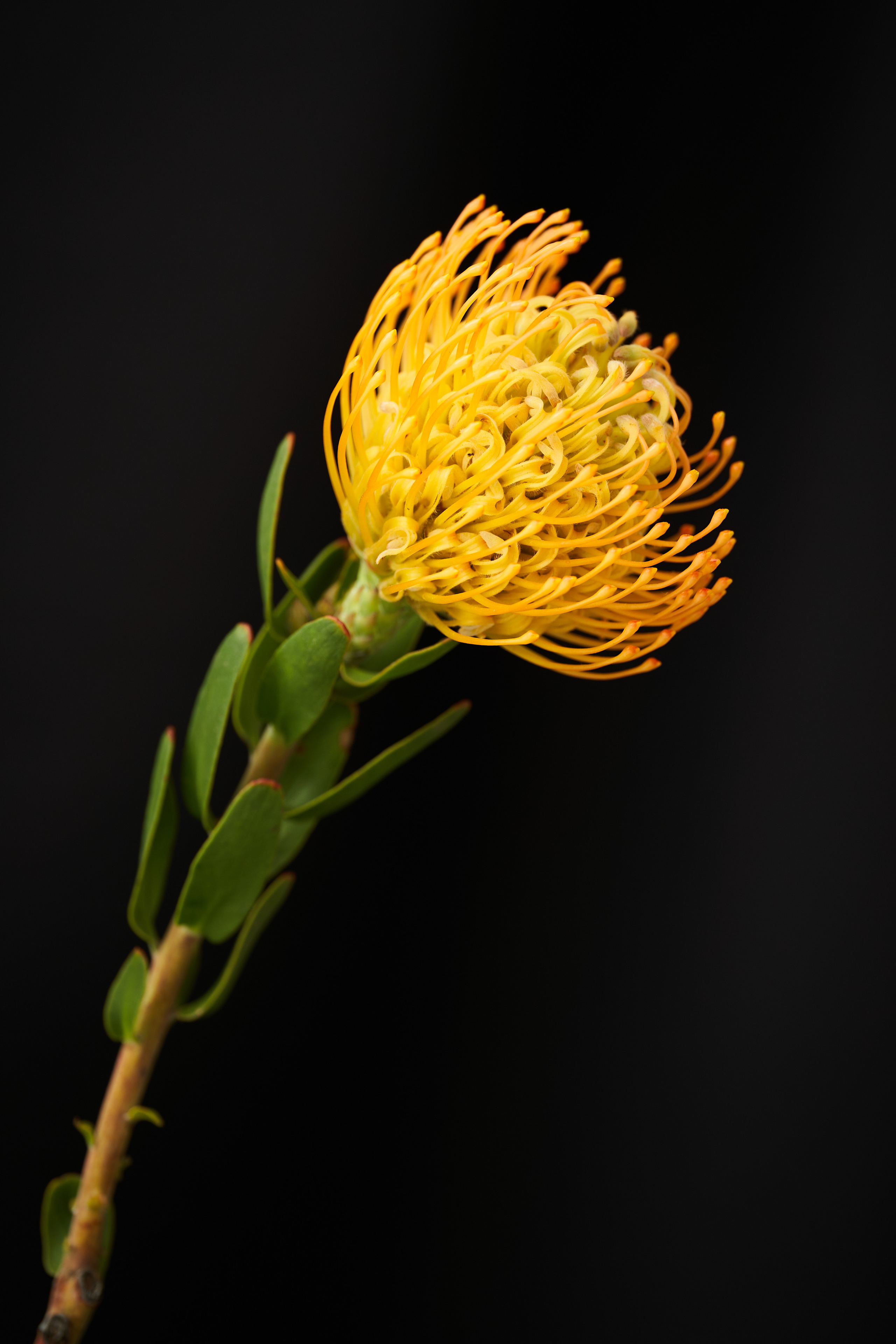 Цветочный магазин. Фотограф для брендов одежды и маркетплейсов в Москве Рита Винтер