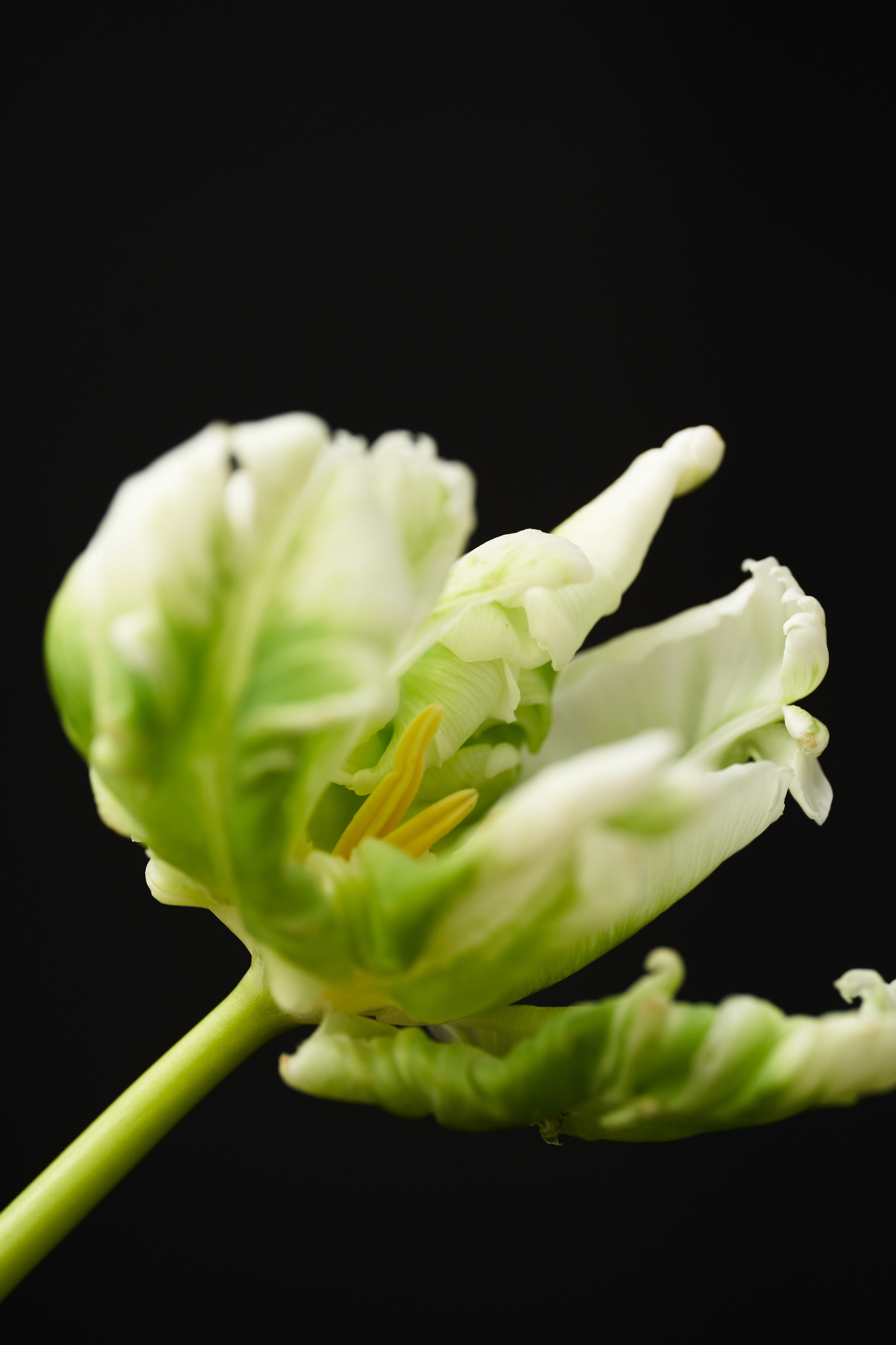 Цветочный магазин. Фотограф для брендов одежды и маркетплейсов в Москве Рита Винтер