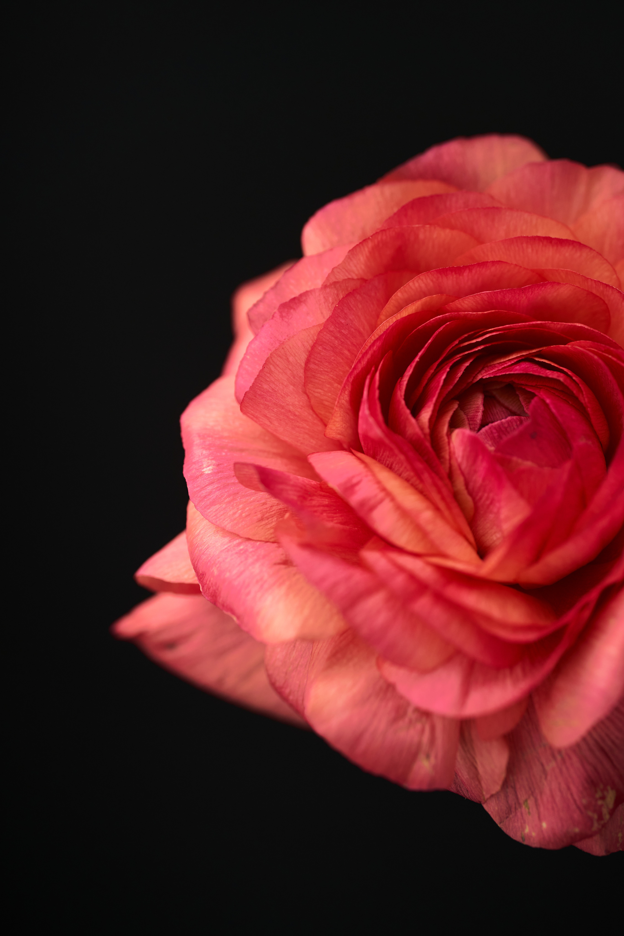 Цветочный магазин. Фотограф для брендов одежды и маркетплейсов в Москве Рита Винтер