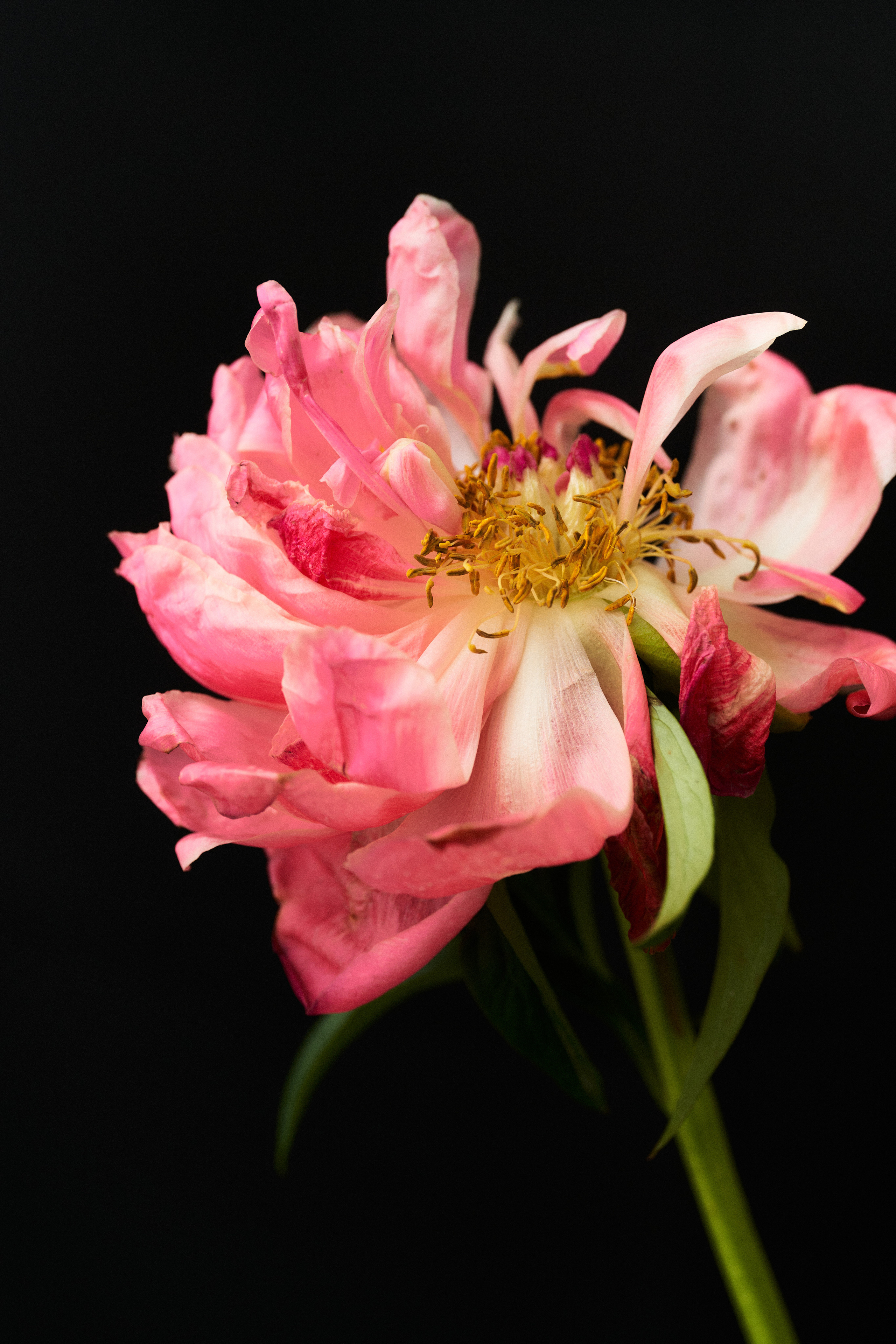 Цветочный магазин. Фотограф для брендов одежды и маркетплейсов в Москве Рита Винтер