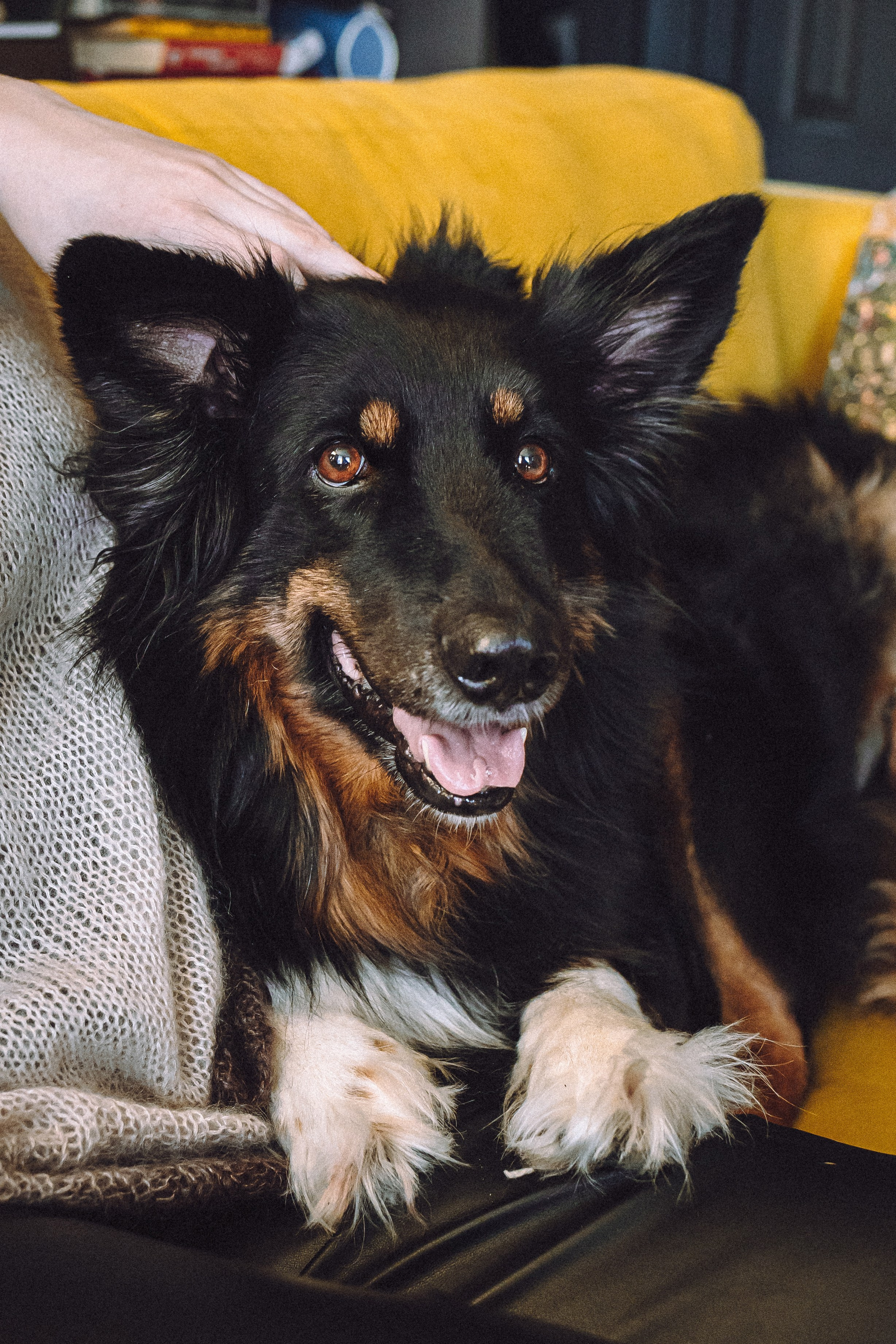 Плюш, Айса и их семья