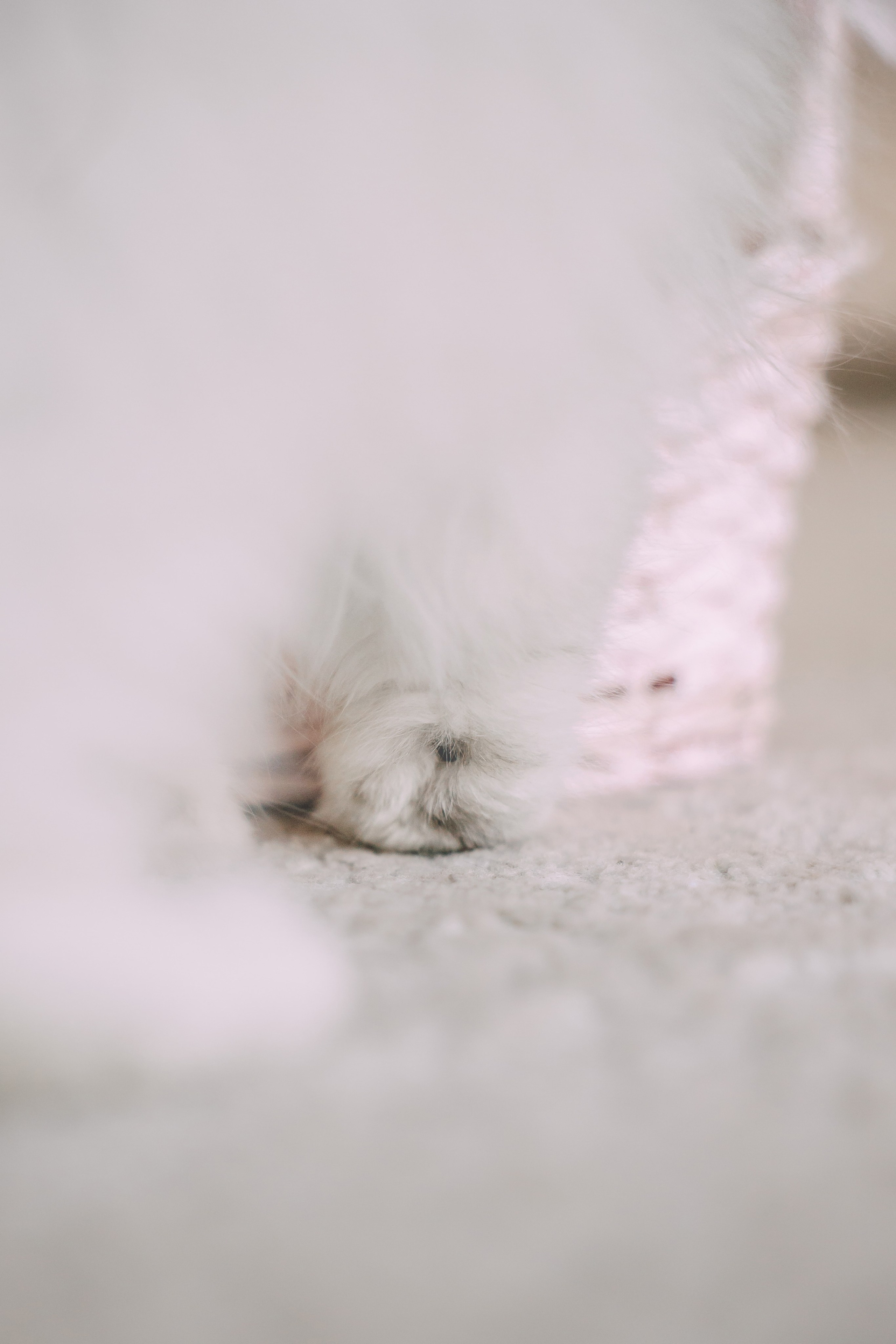 Султан, Мэй Мэй и Шанталь и их семья