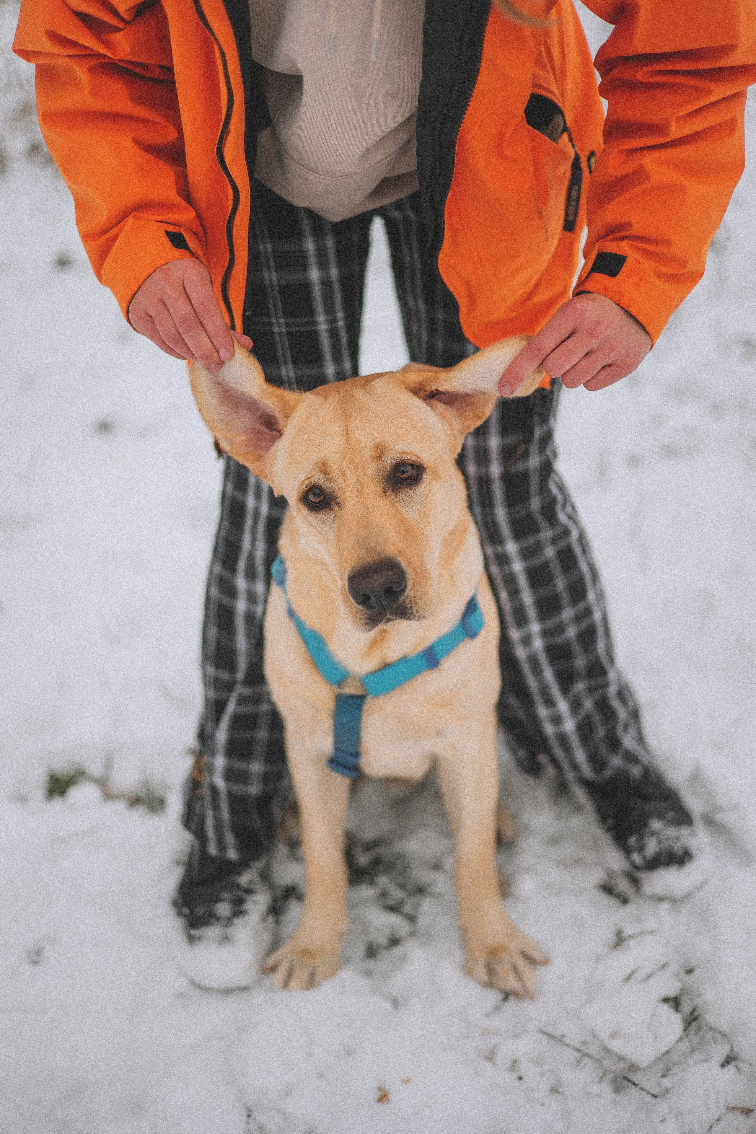 Маргарита и Варди. Фотограф-анималист Богданова Полина