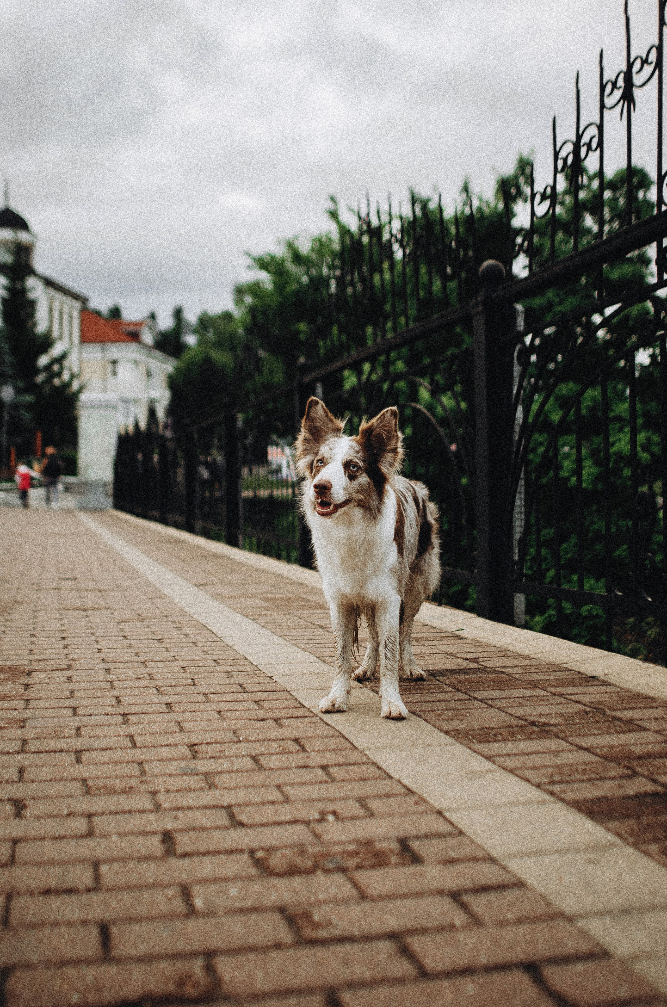 Алина и Бруна. Фотограф-анималист Богданова Полина