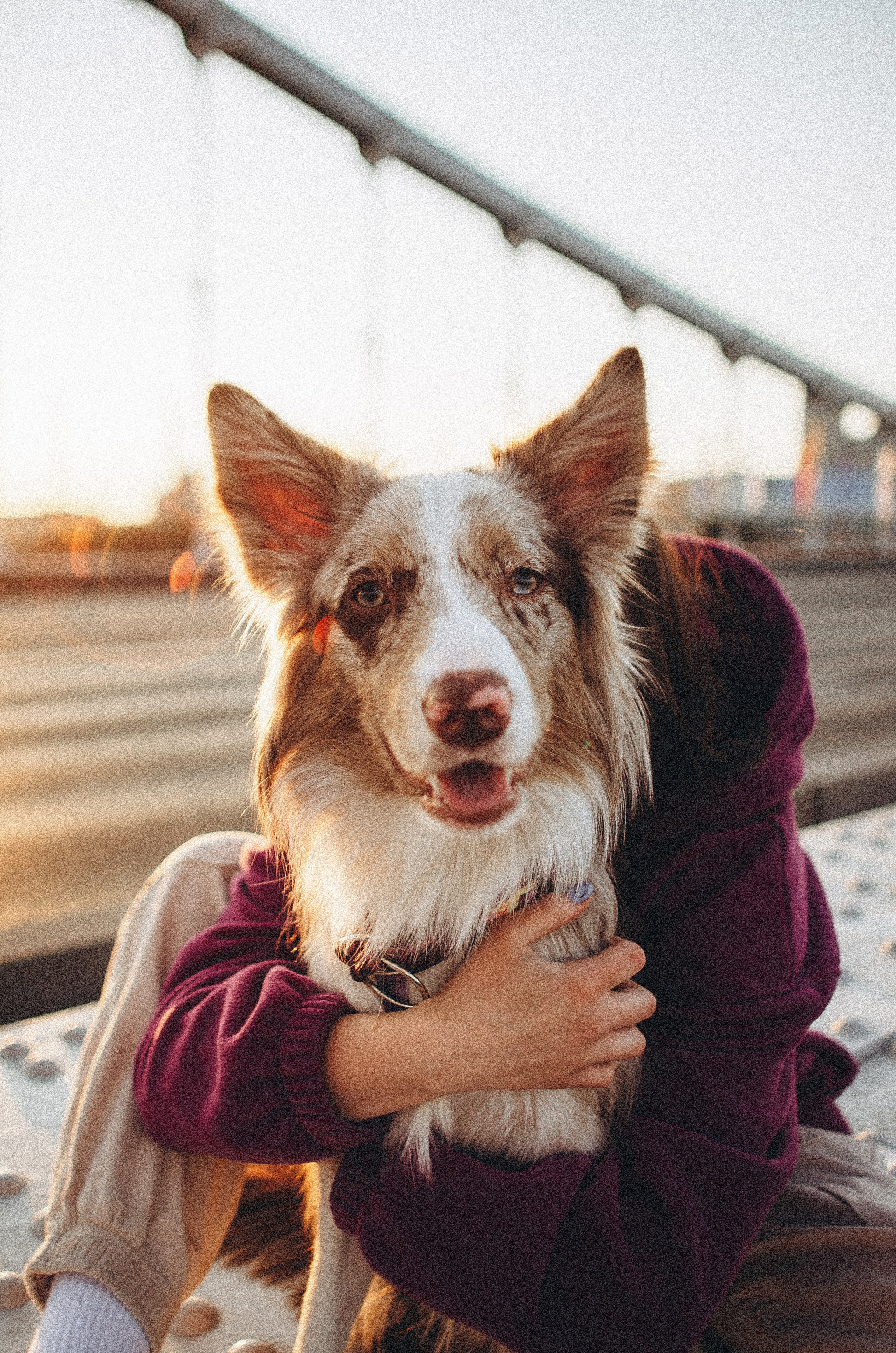 Аня и Дэймон. Фотограф-анималист Богданова Полина