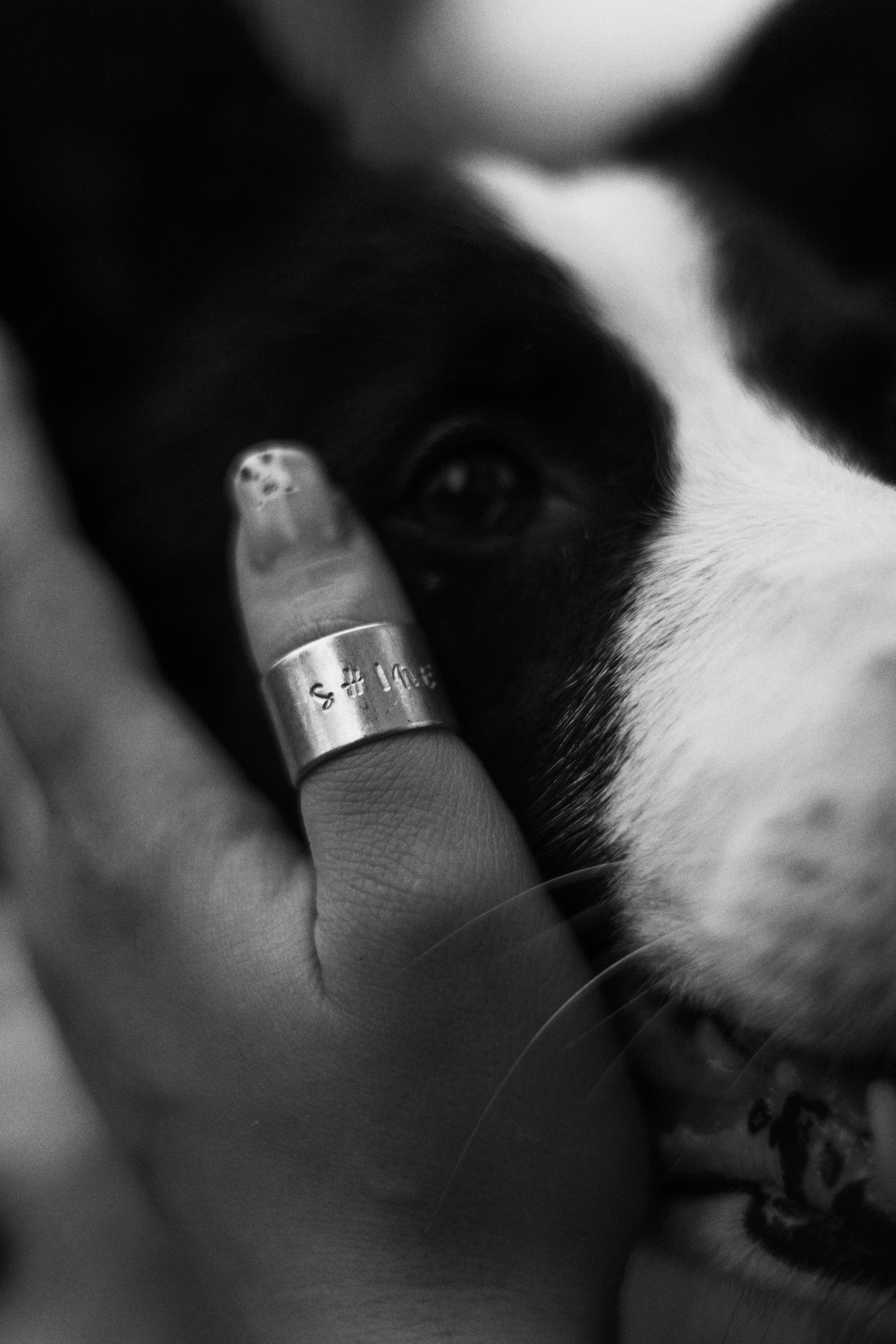 Аделя, Вандер, Шайна и Бая. Фотограф-анималист Богданова Полина